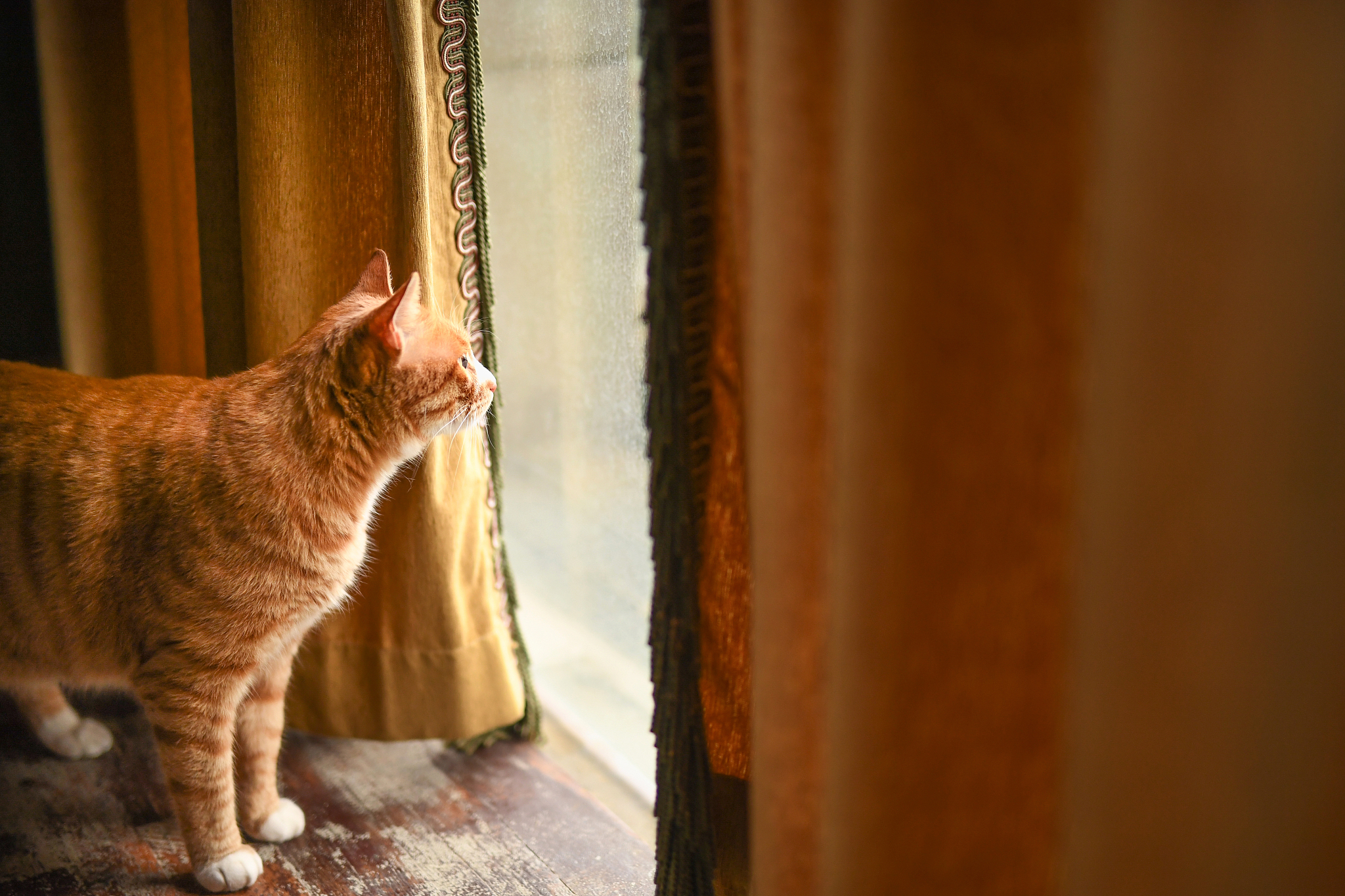 猫死后用做超度吗-猫咪死了需要烧纸吗 猫死后用做超度吗-猫咪死了需要烧纸吗