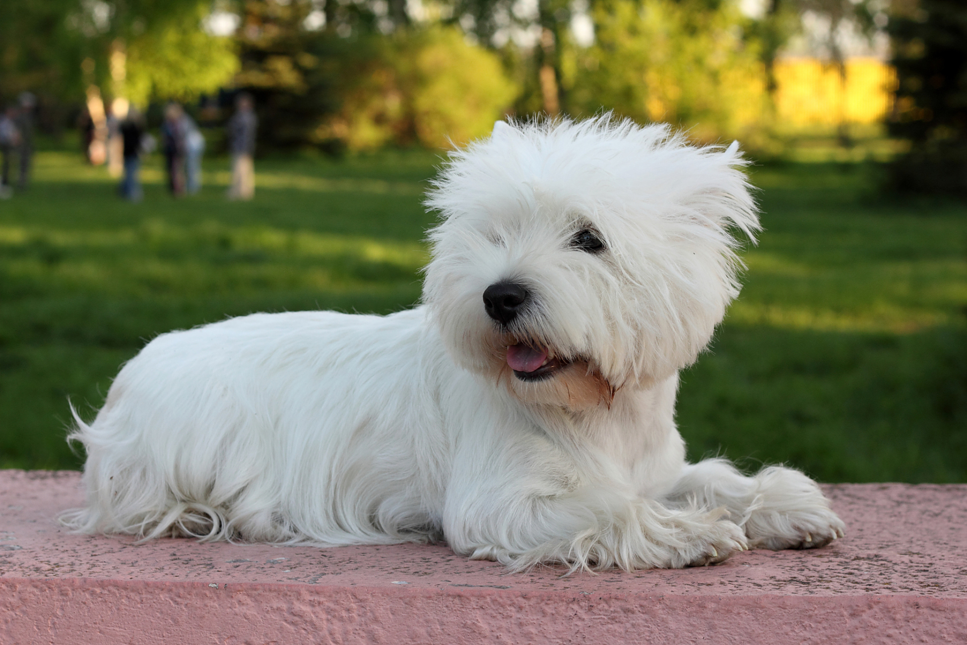 西高地白梗是一种非常受欢迎的宠物狗,它们的颜值极高,雪白的毛发和