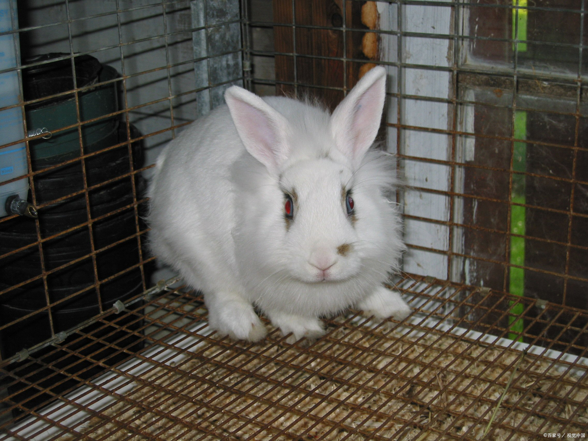 母兔第一胎,能否胜任慈母角色?揭秘兔妈妈照顾小兔的奥秘