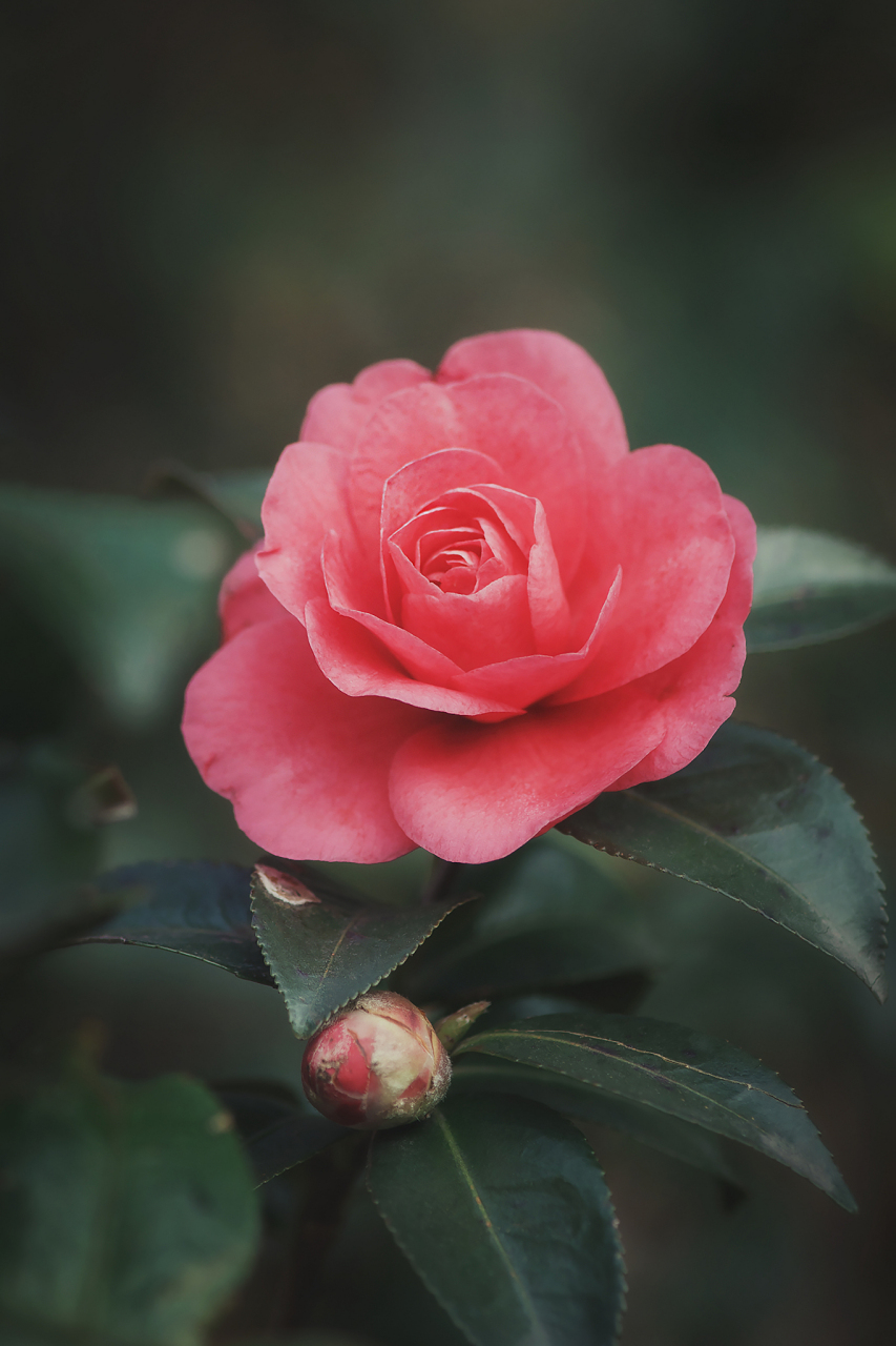 山茶花病态  山茶花,那是一种充满活力和生机的花卉,它的美丽与魅力使