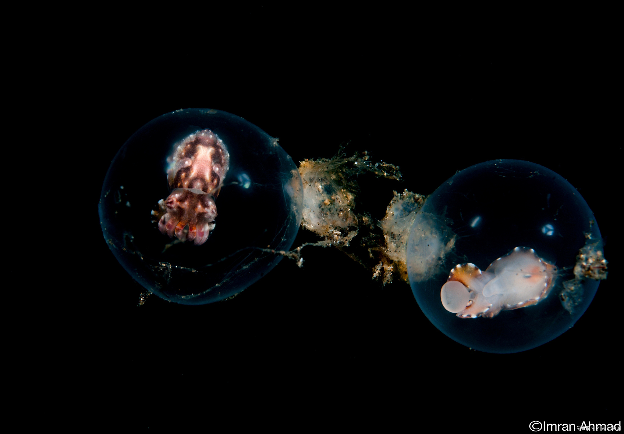 最大的臭氧空洞:地球的"伤疤"与未来的希望