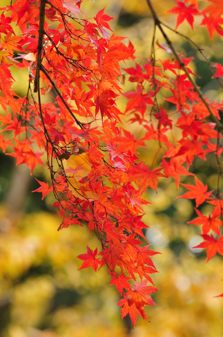 又到了枫叶变红,层林尽染的时节,叶红,叶落,世事一场大梦,人生几度