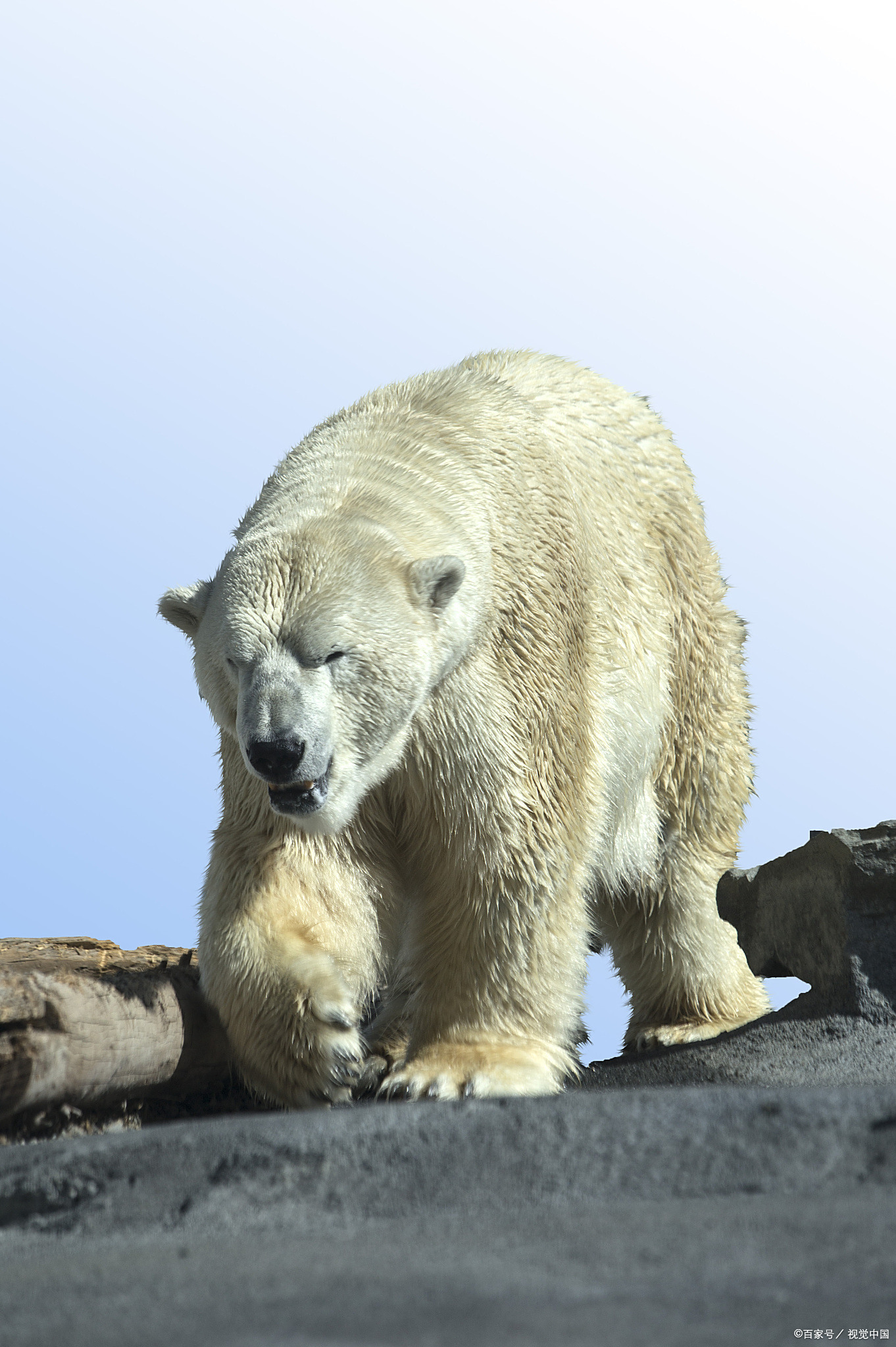 加拿大北部一名男子为了保护妻子与一头北极熊搏斗,手臂和腿部都受了