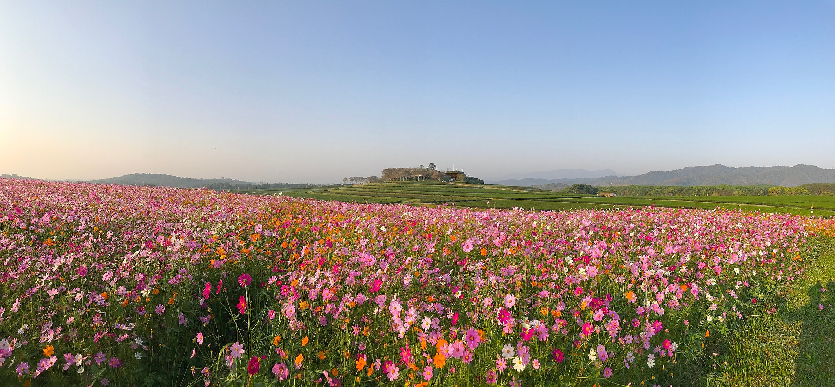 成都的秋天,蔚然花海aaaa等你来.