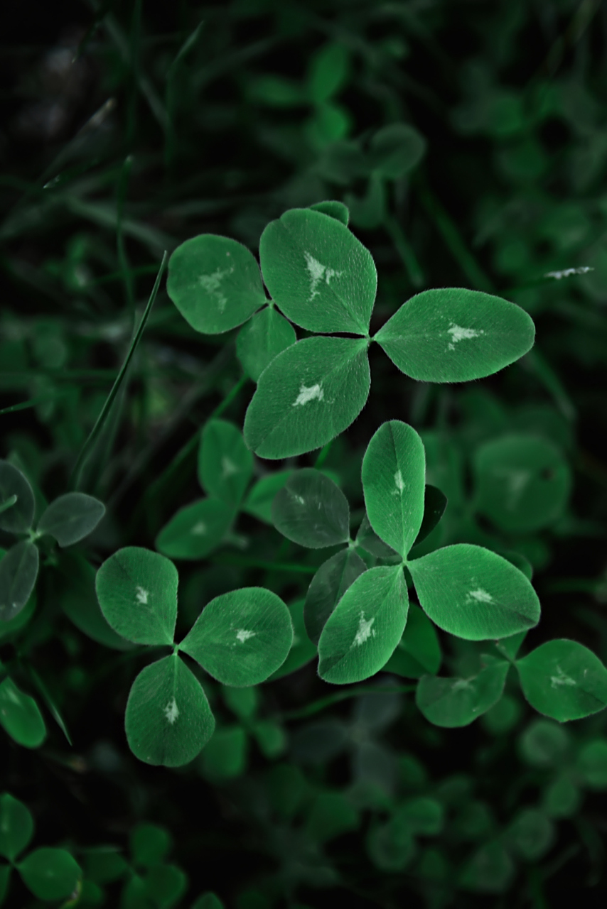 考一考大家:把手机屏保设置为绿色,可以护眼,做防控近视吗?