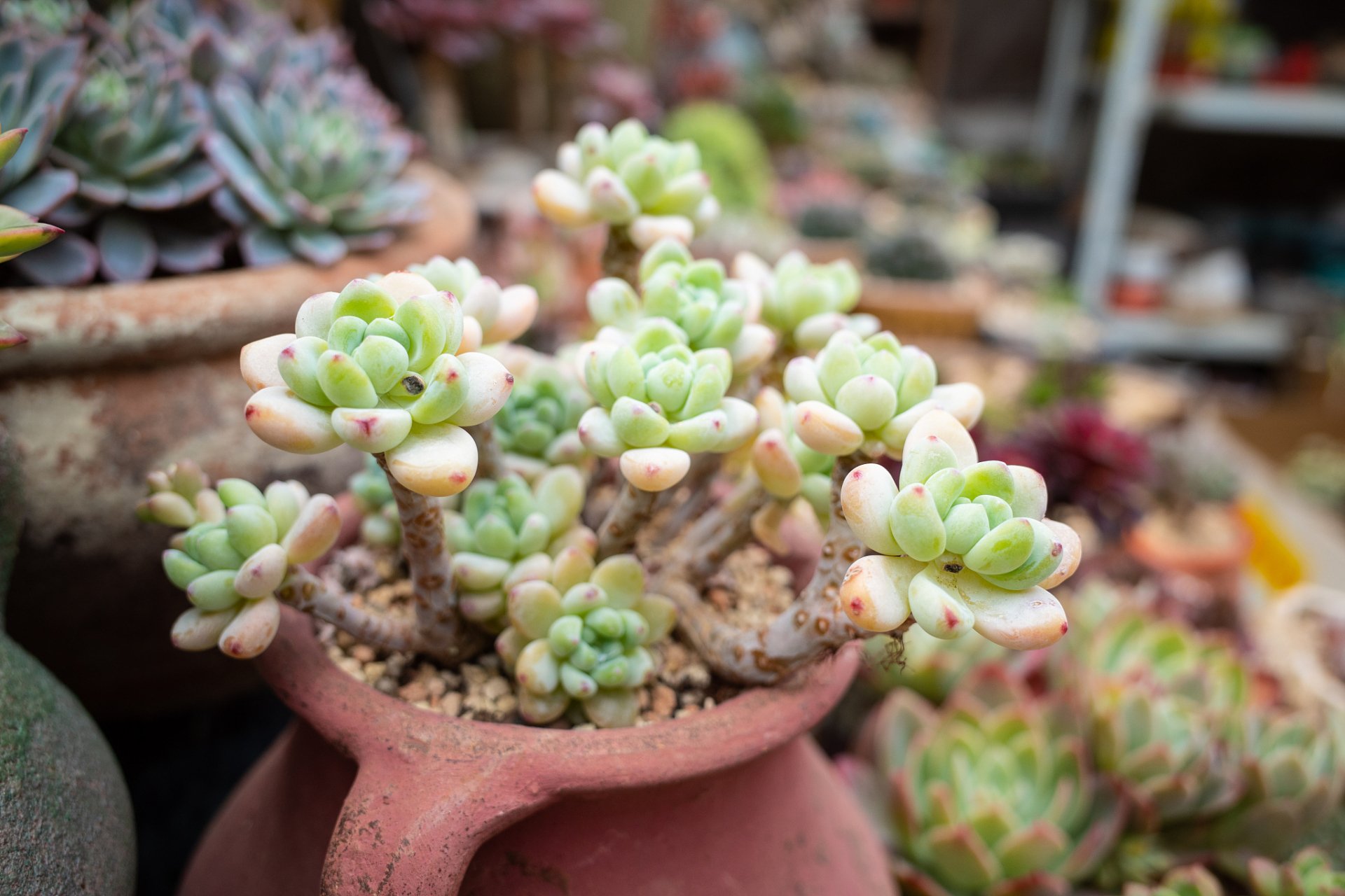 劳尔多肉是一种常见的多肉植物,以下是劳尔多肉的养殖方法和注意事项