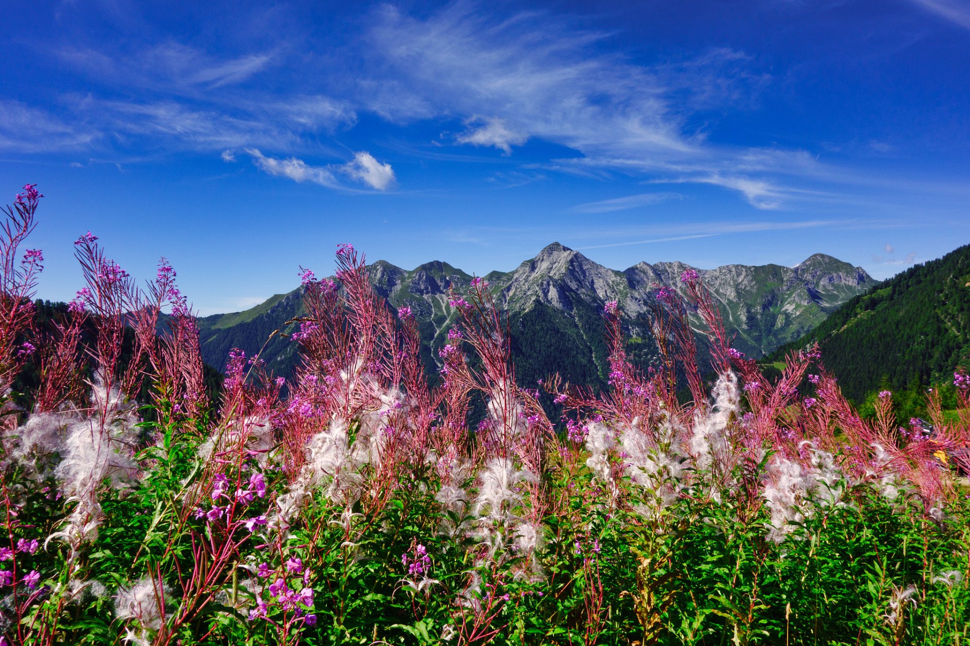 心定西再出发#定西漳县贵清山植物园景区是一个集自然风光,科学考察