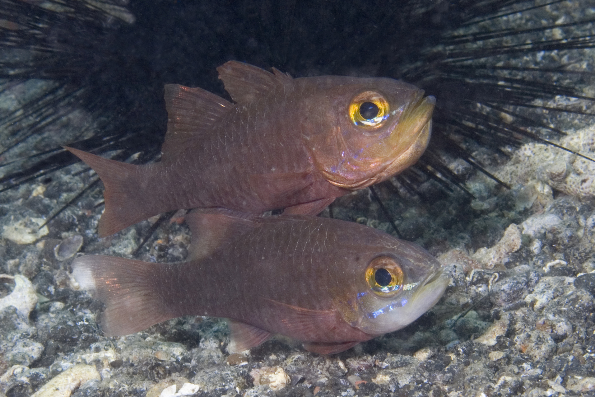 太阳鱼是一种受欢迎的观赏鱼,需要宽敞的鱼缸,适宜的水温和水质以及