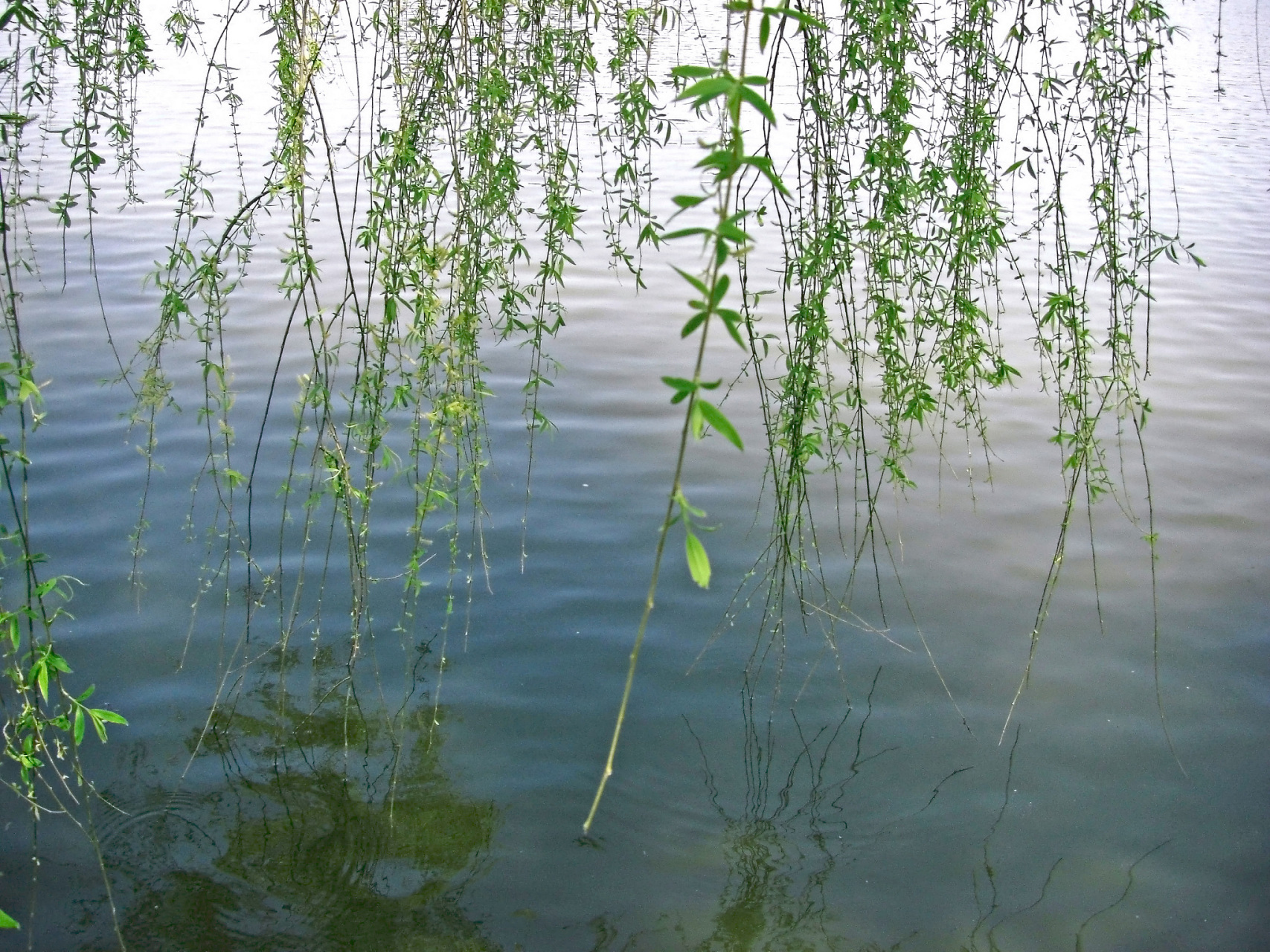雨后出行,杨柳青青,落花无边,写七绝以做感怀.