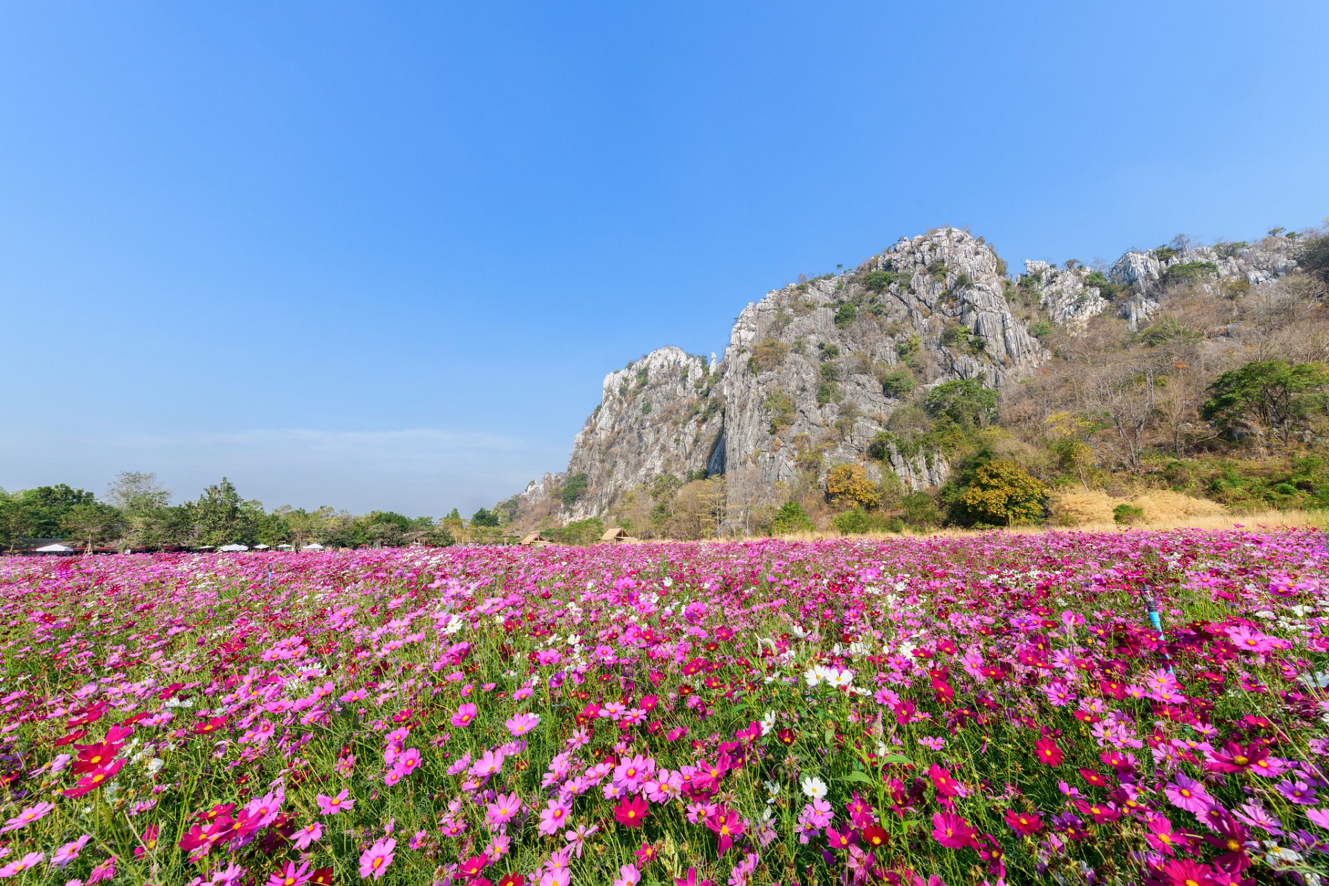 芜湖丫山花海石林图片