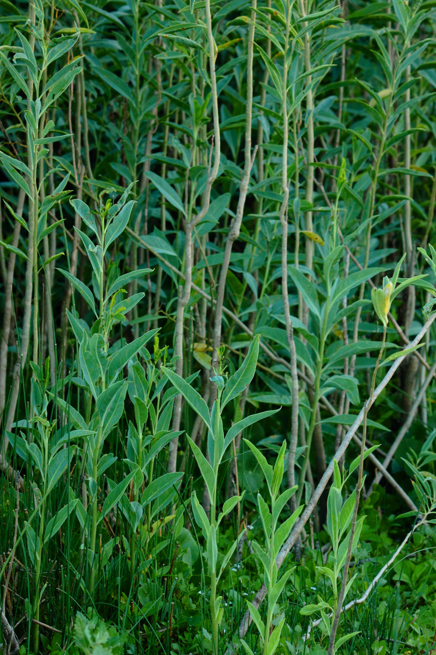 柴胡是一种常见的中药材,其种植方法和时间对于保证药材的质量和产量