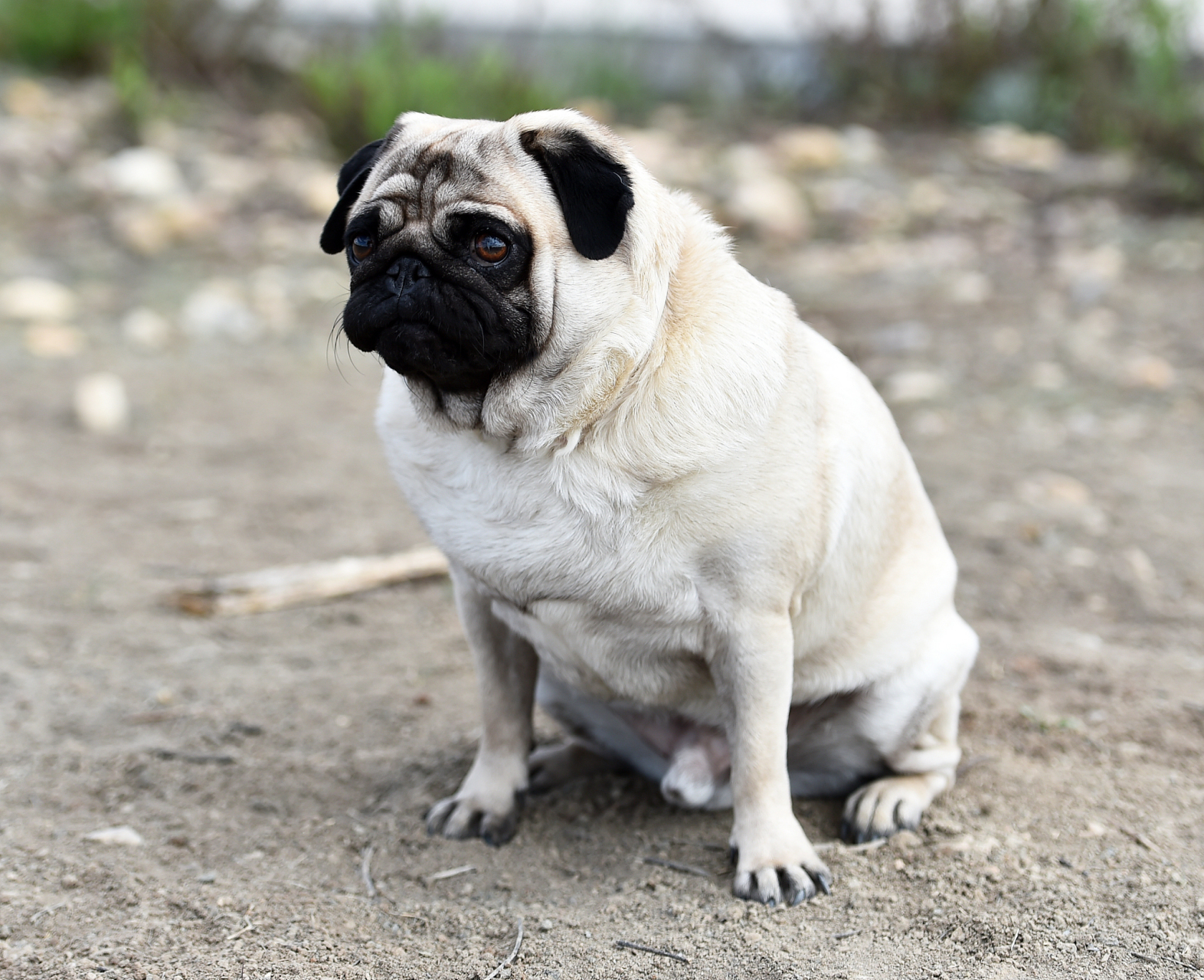 它们是极具吸引力和活泼的犬种,常常被用作家庭宠物巴.