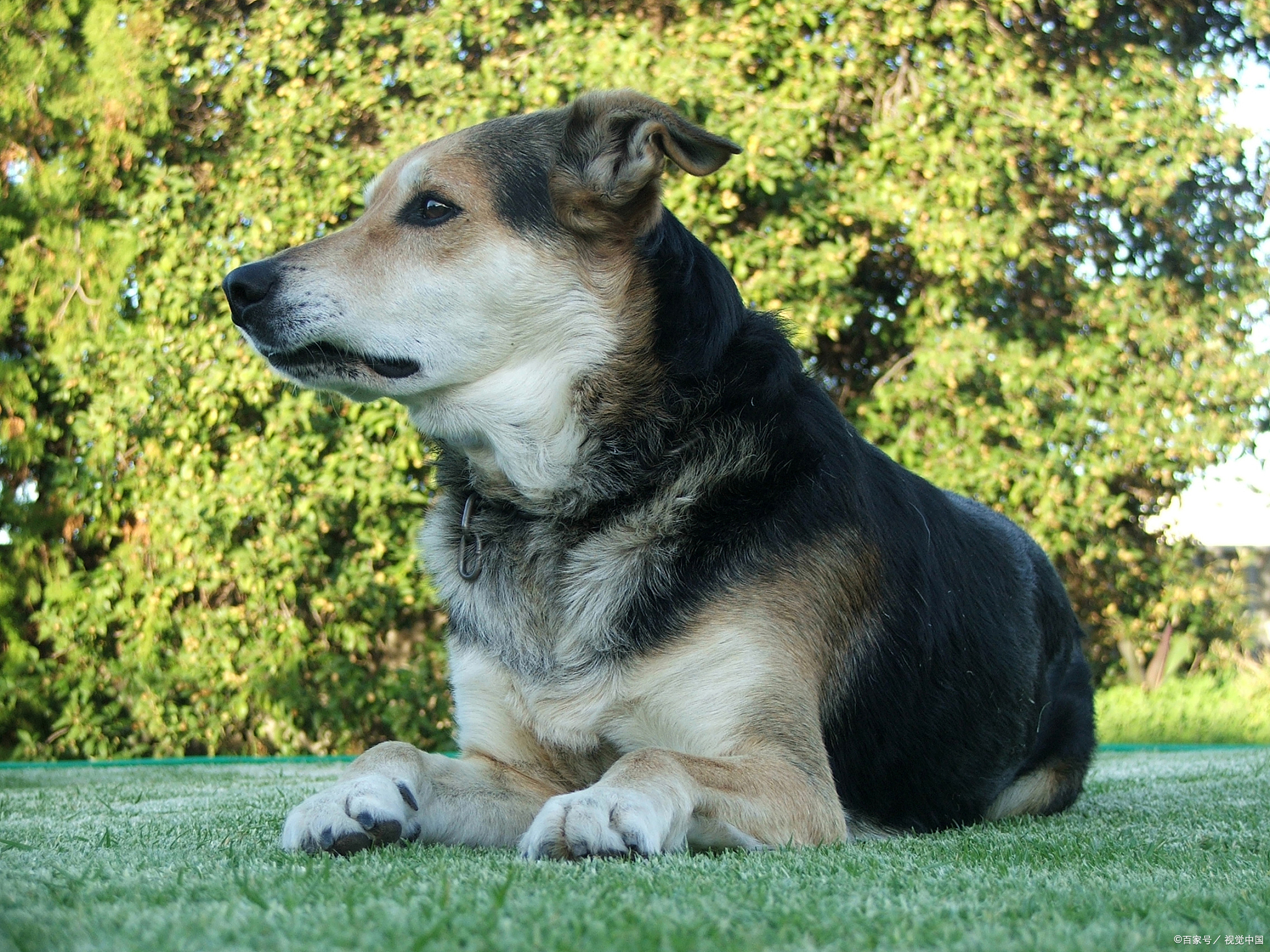 适合穷人养的护卫狗