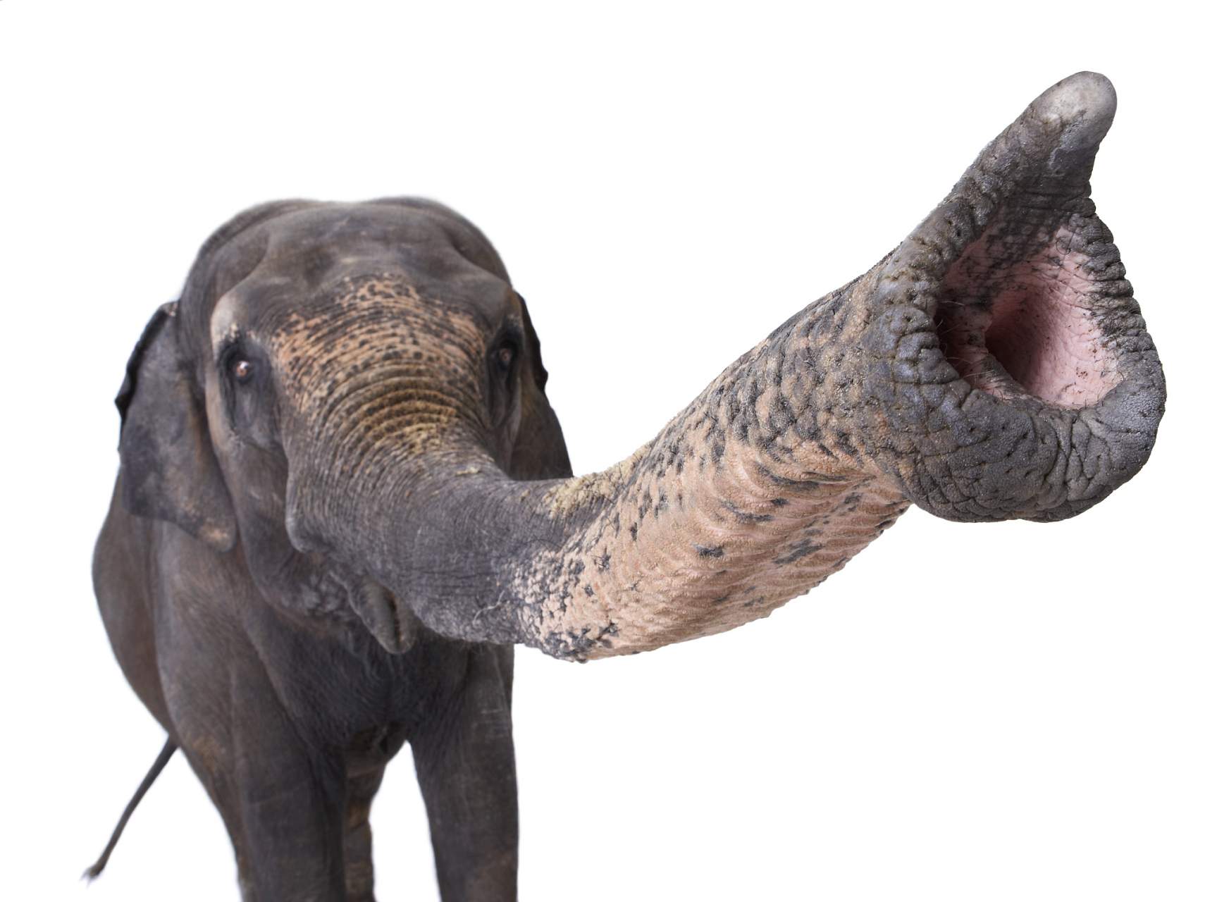 中国古人很爱吃大象鼻子,将其视为人间美味