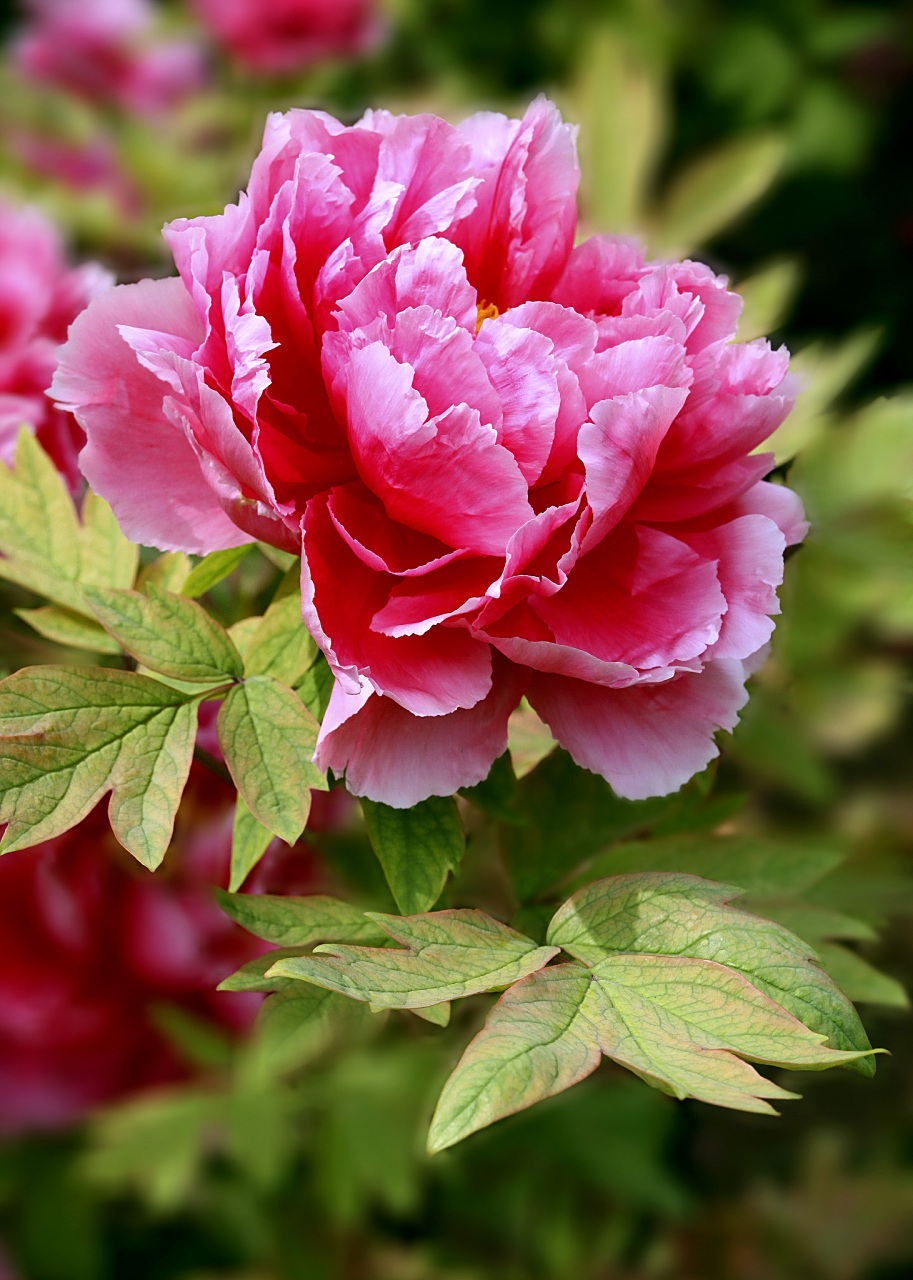 牡丹,它丰盈娇艳,色彩绚烂多样,散发出迷人的芬芳.