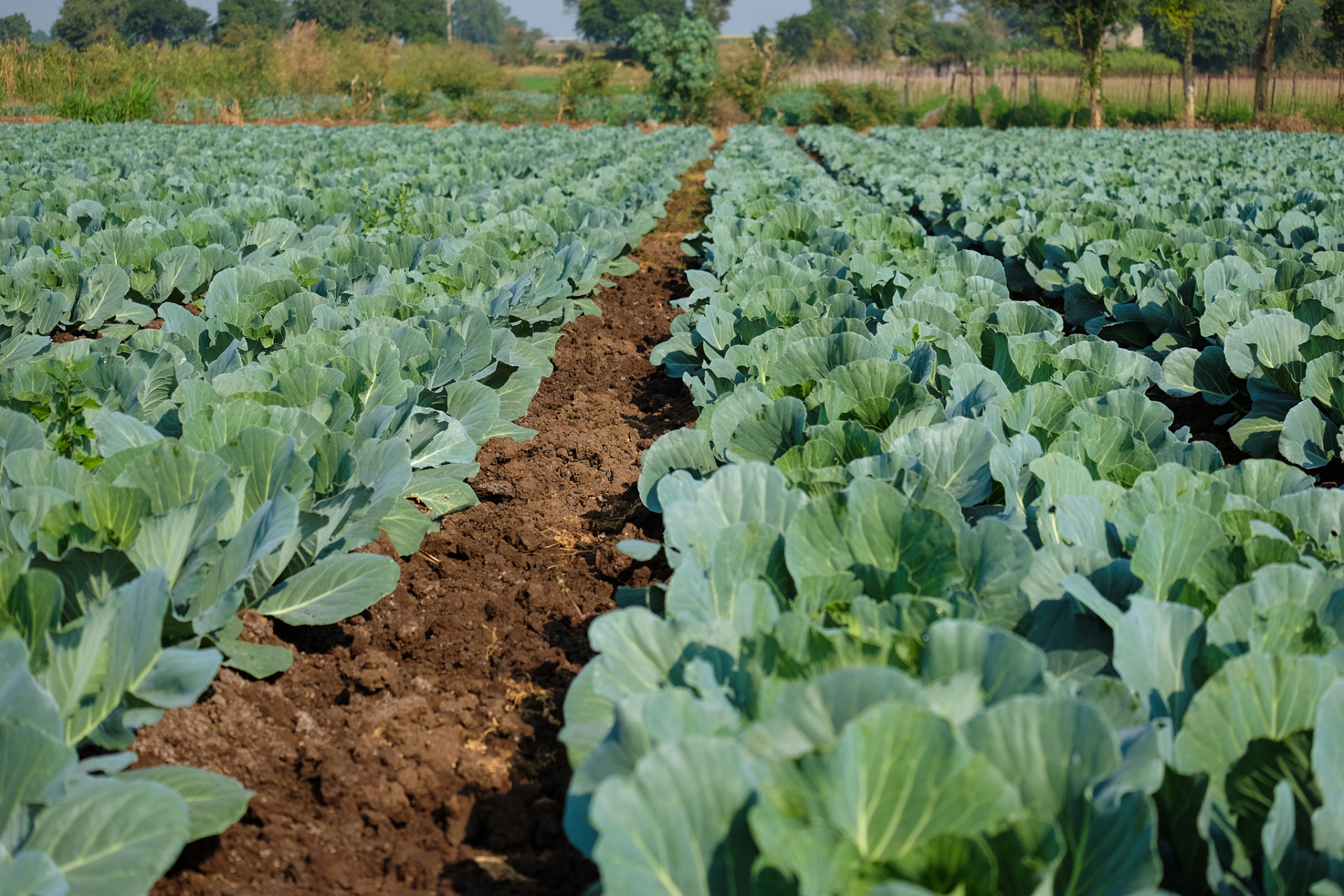 儿菜是常见的嫩叶菜类蔬菜,富含维生素和矿物质.