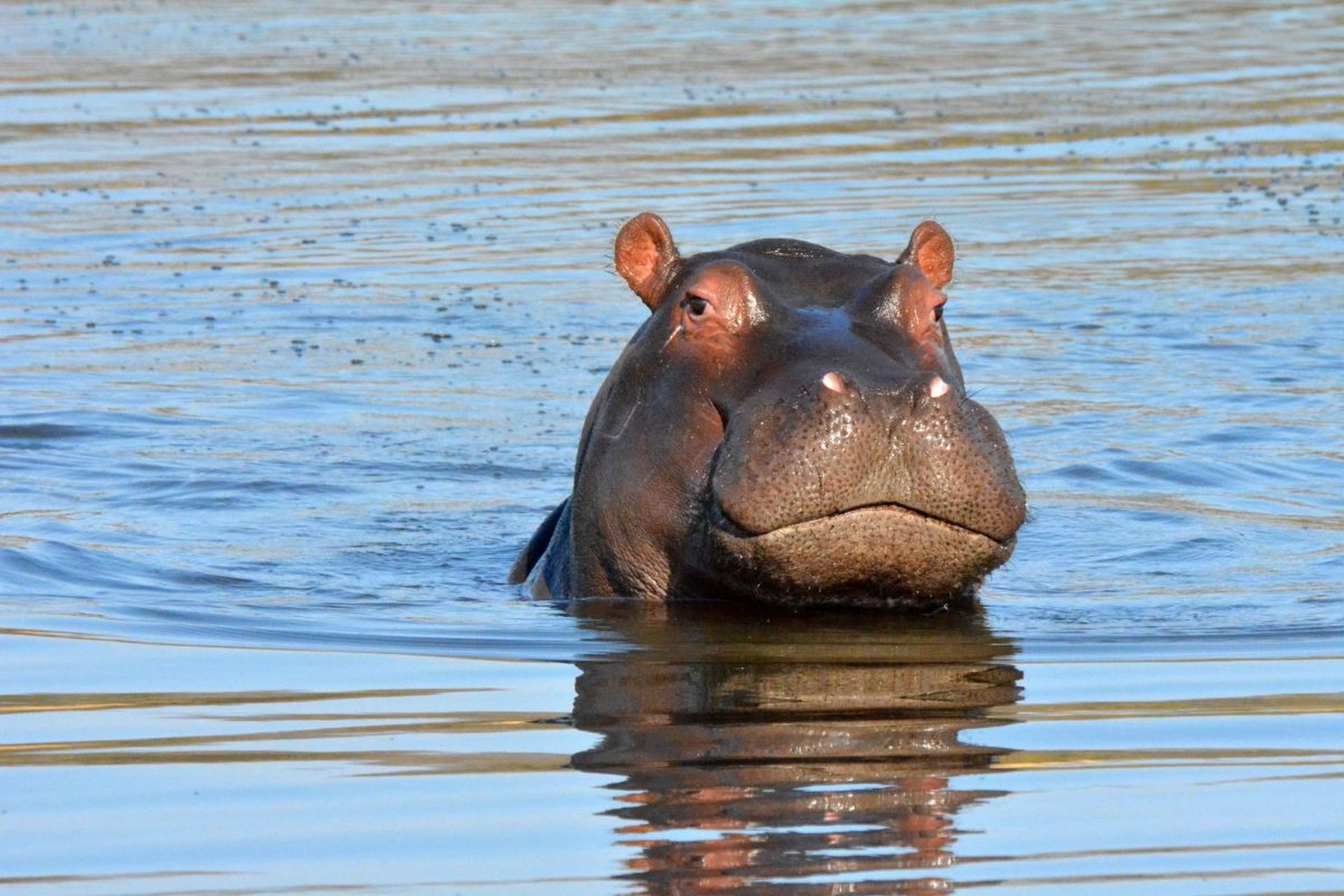 【趣味小知识】#搞笑萌宠# 河马喜欢晒太阳是因为他的汗水,他的汗水是