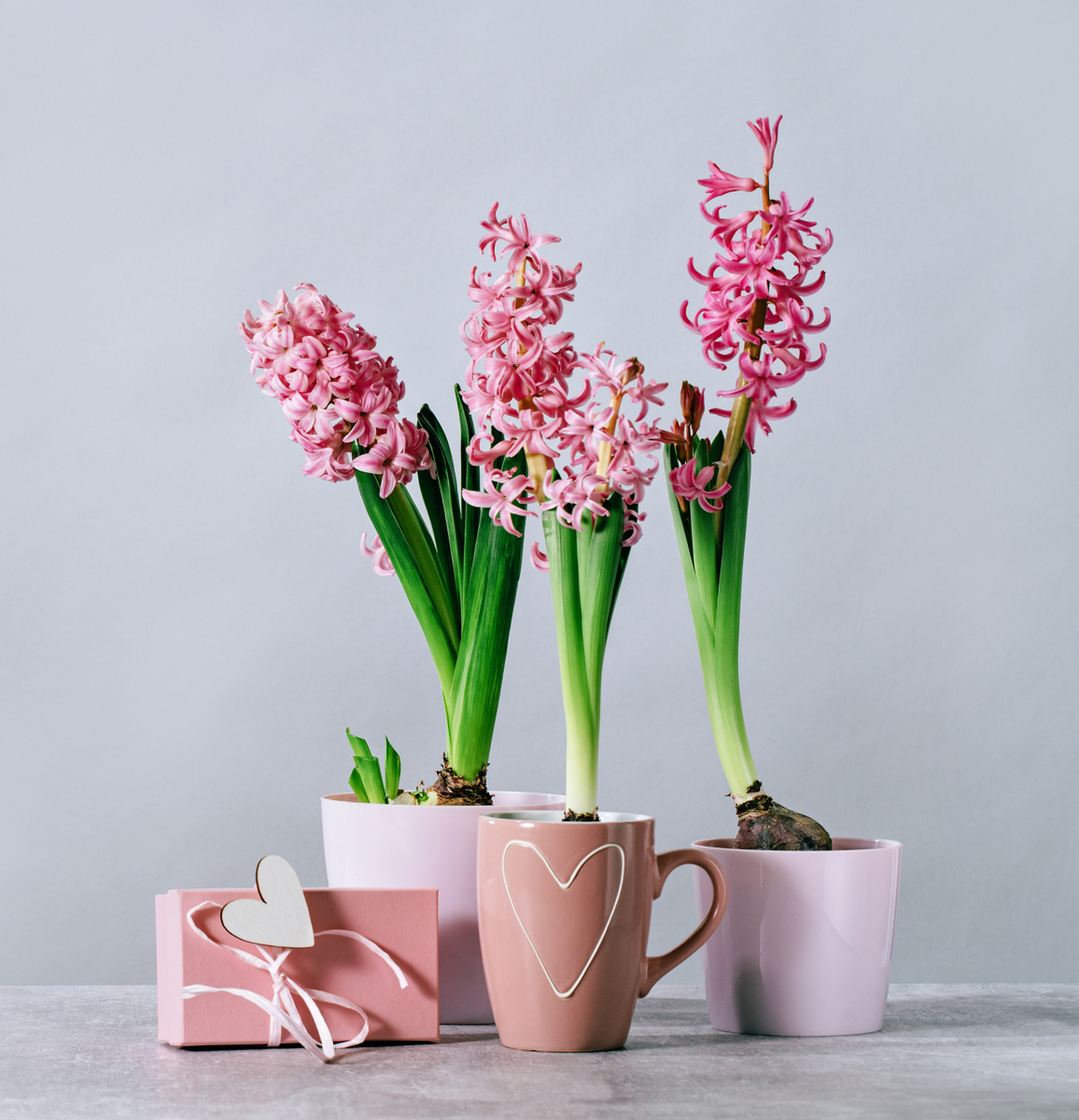 风信子有着美丽的花朵和浓郁的香气,深受人们的喜爱,风信子还有着丰富