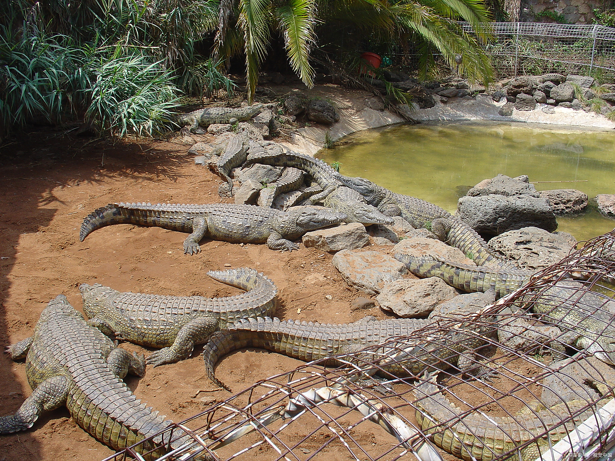 泰国北榄鳄鱼湖动物园,与鳄鱼共舞,感受生命之美!