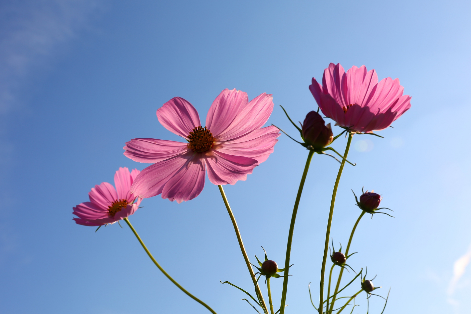 大怒伤心,大悲伤肝,大欲伤肾,大思伤脾,大忧伤肺,大恐伤胃.