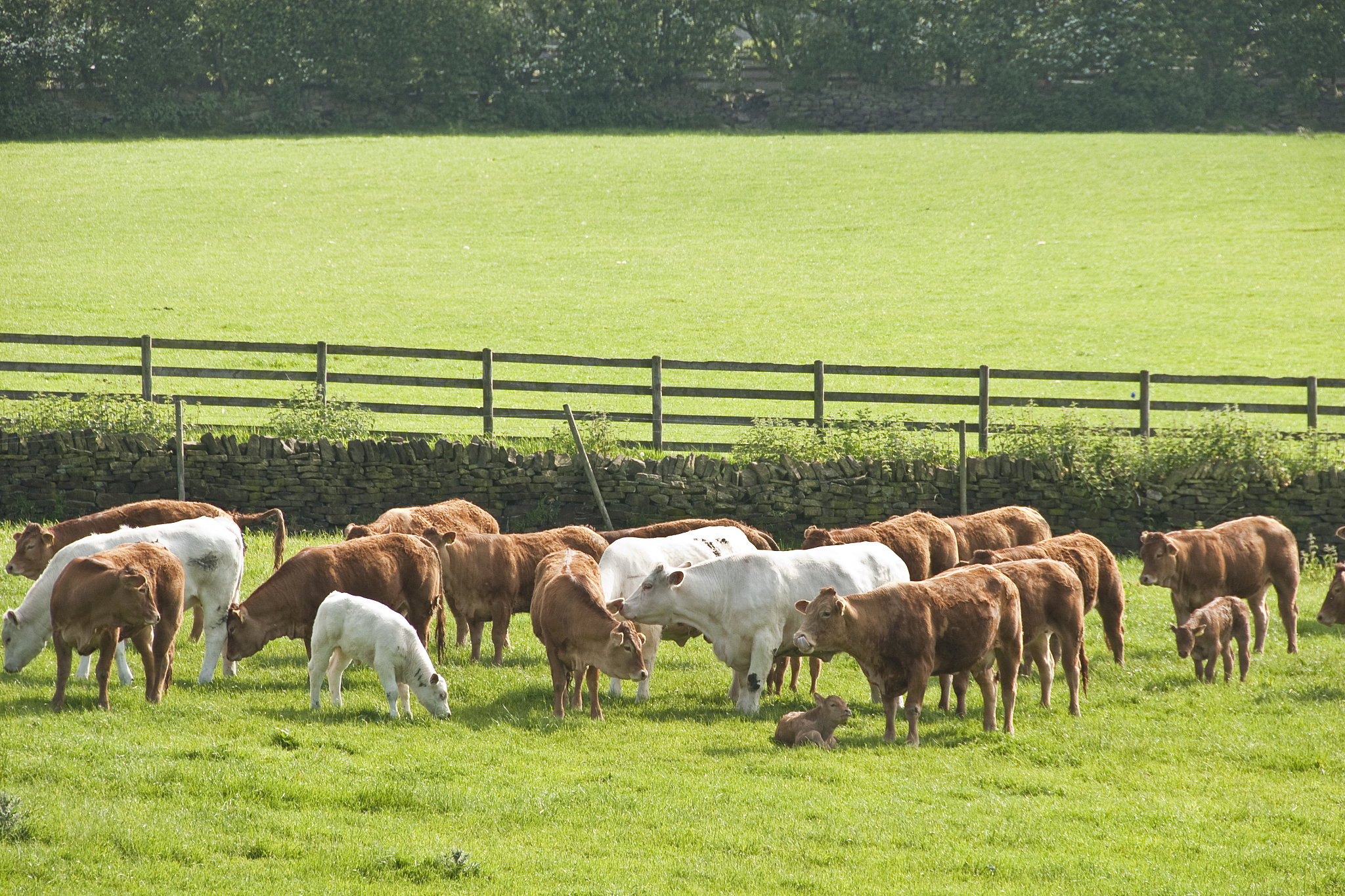 包膜胍基乙酸在牛羊生产中具有促生长,改善肉质,抗氧化和提高免疫力等