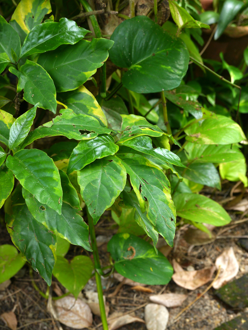 中医辨证:肝肾亏虚,精关不固.