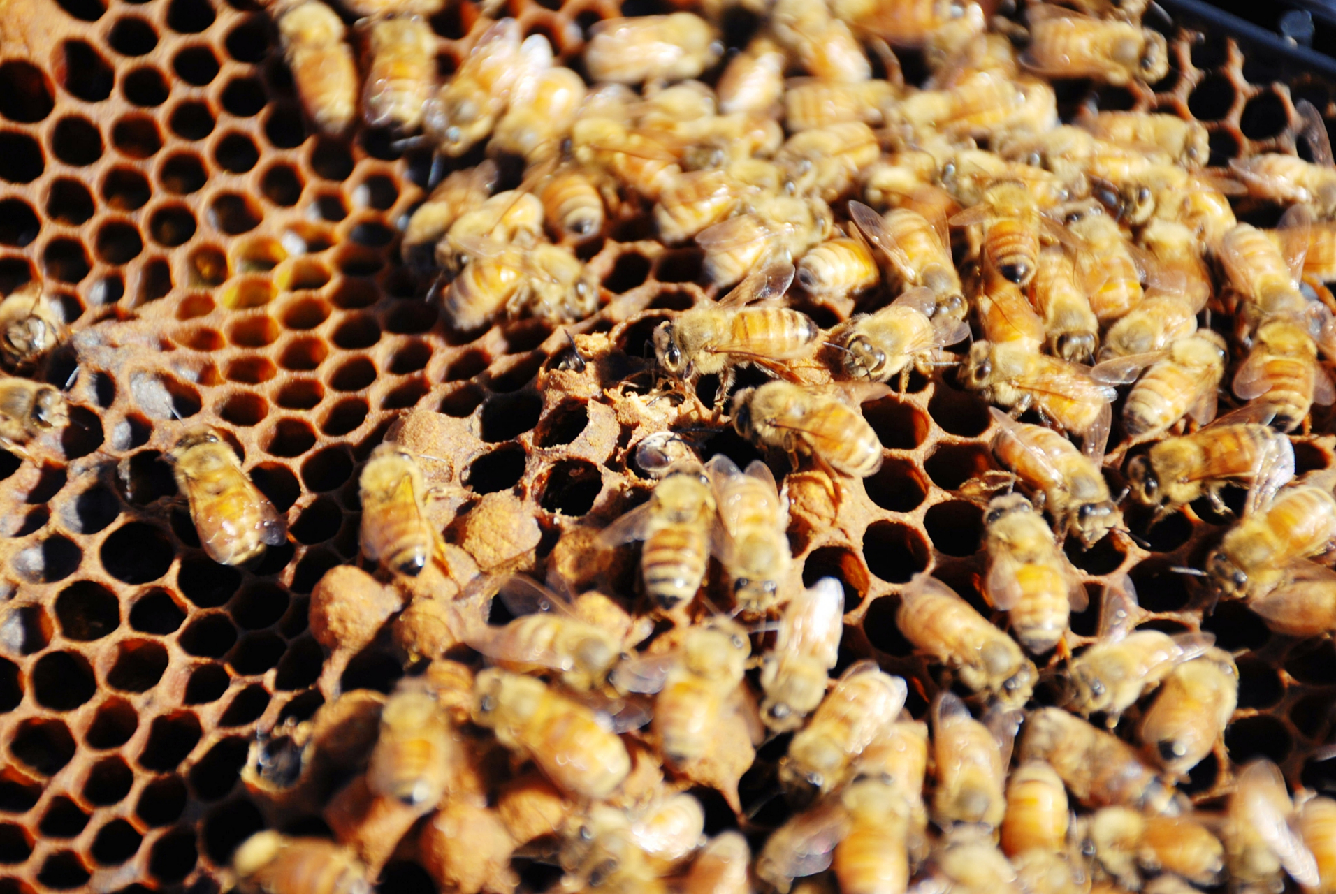 以下是一些关键的步骤:  一,准备工作  在介入新蜂王之前,需要做好