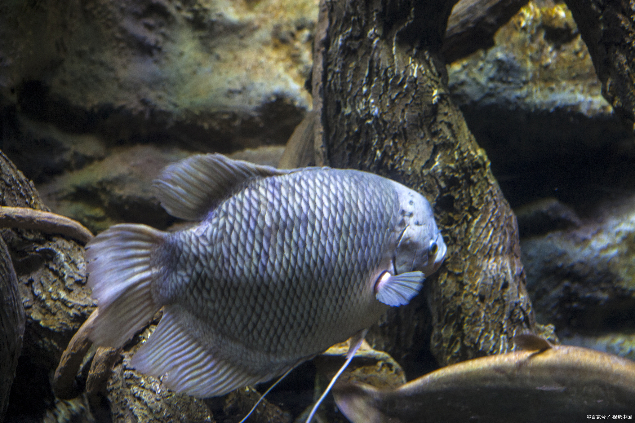 菩萨鱼怎么养越养越漂亮