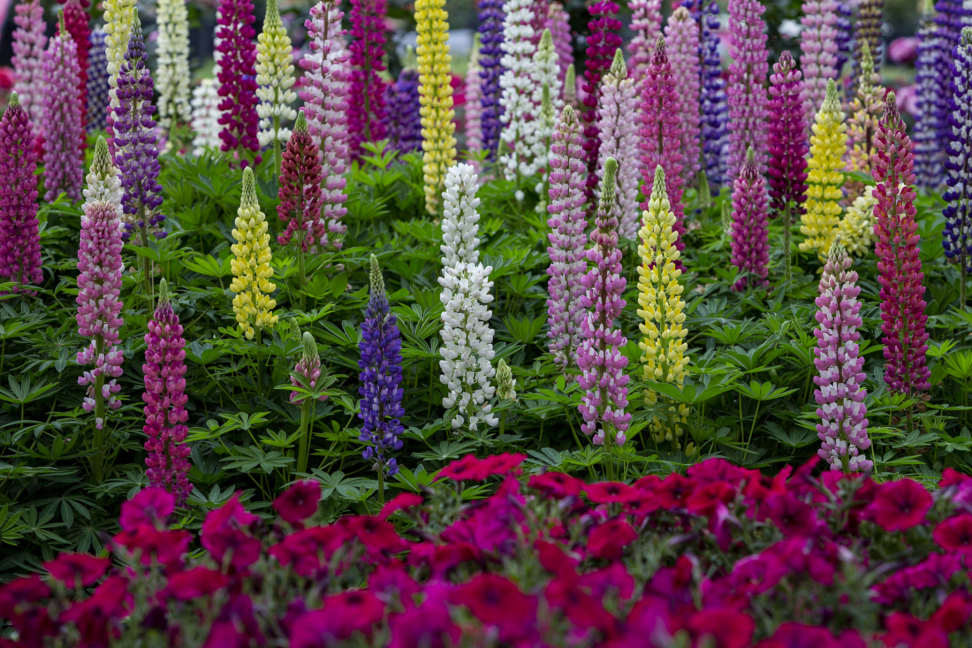 鲁冰花是一种美丽,独特的花卉,生长环境需湿润,花期短暂.