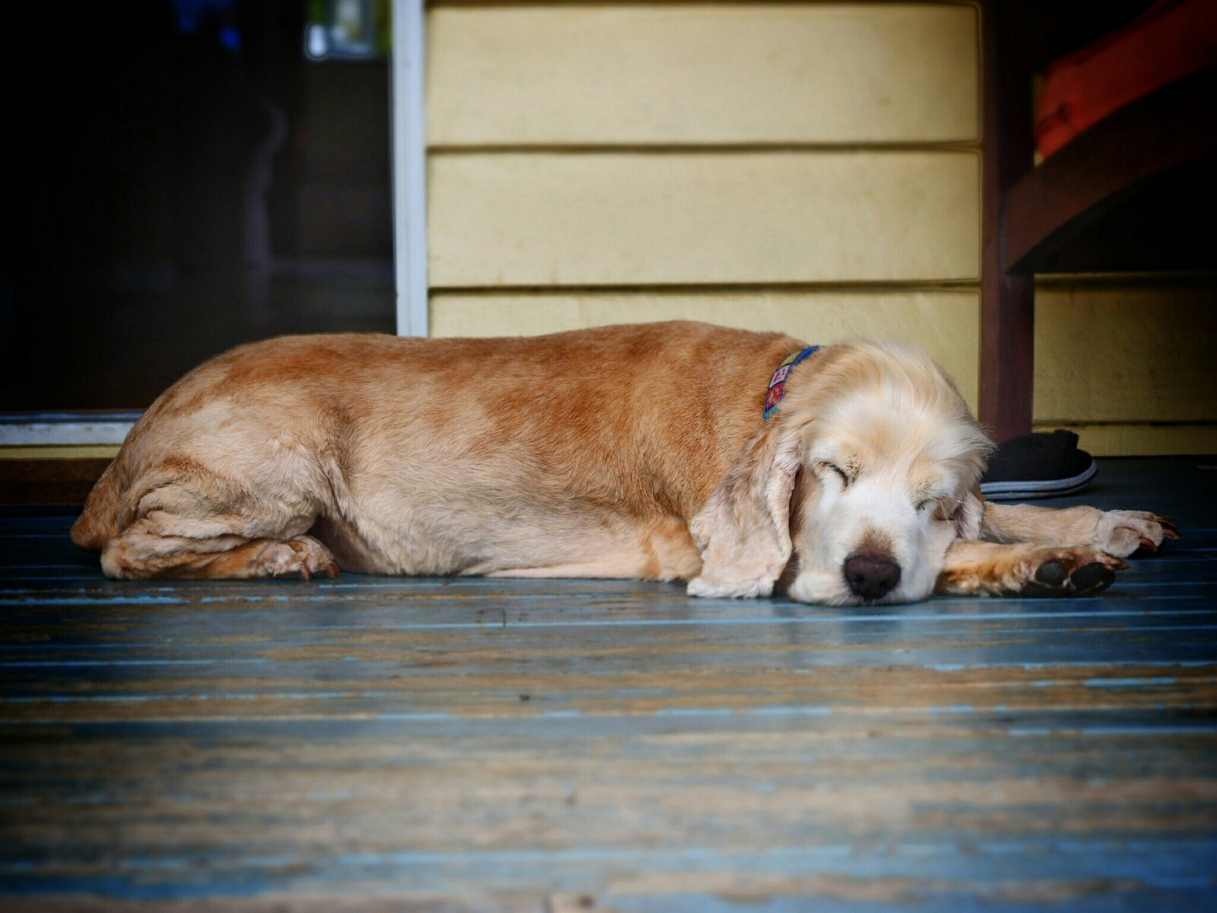 如果你的狗狗趴着不动不吃不喝,这可能是一个不正常的行为,需要引起