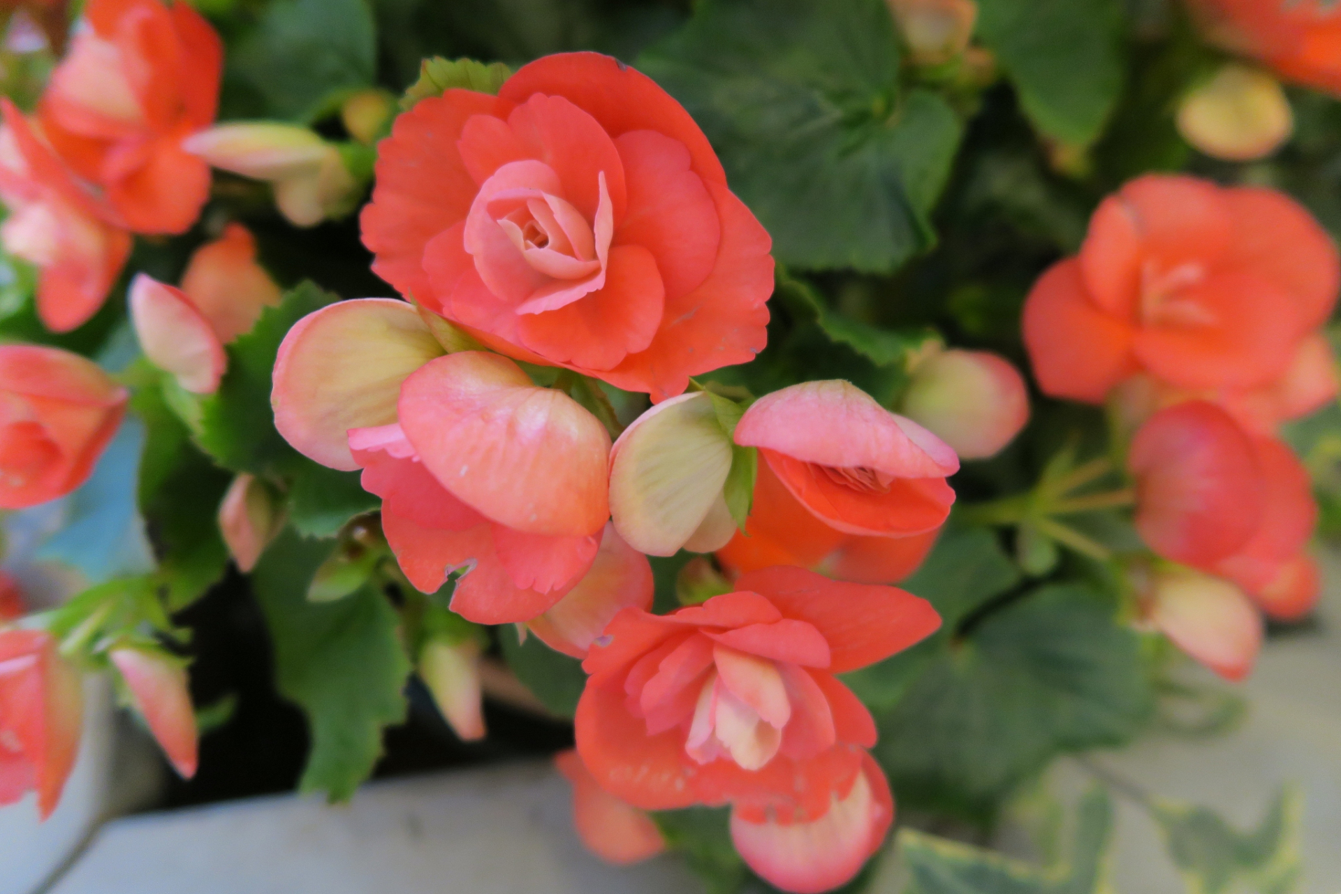 玻璃海棠是一种美丽的花卉,扦插是其繁殖的常见方法.