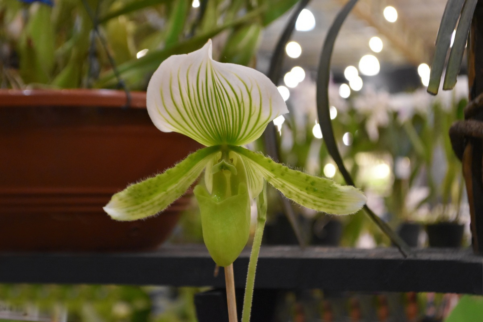 猴面小龙兰是一种小型附生兰,高度约30-40厘米,具有短小的匍匐茎和