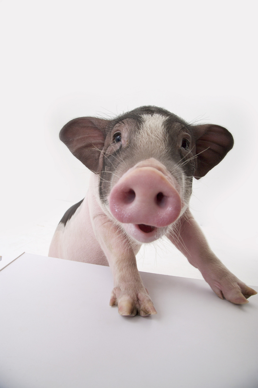 舍不得花钱就问老板娘哪个最便宜,老板娘说便宜的有猪眼睛,猪肺,猪肝