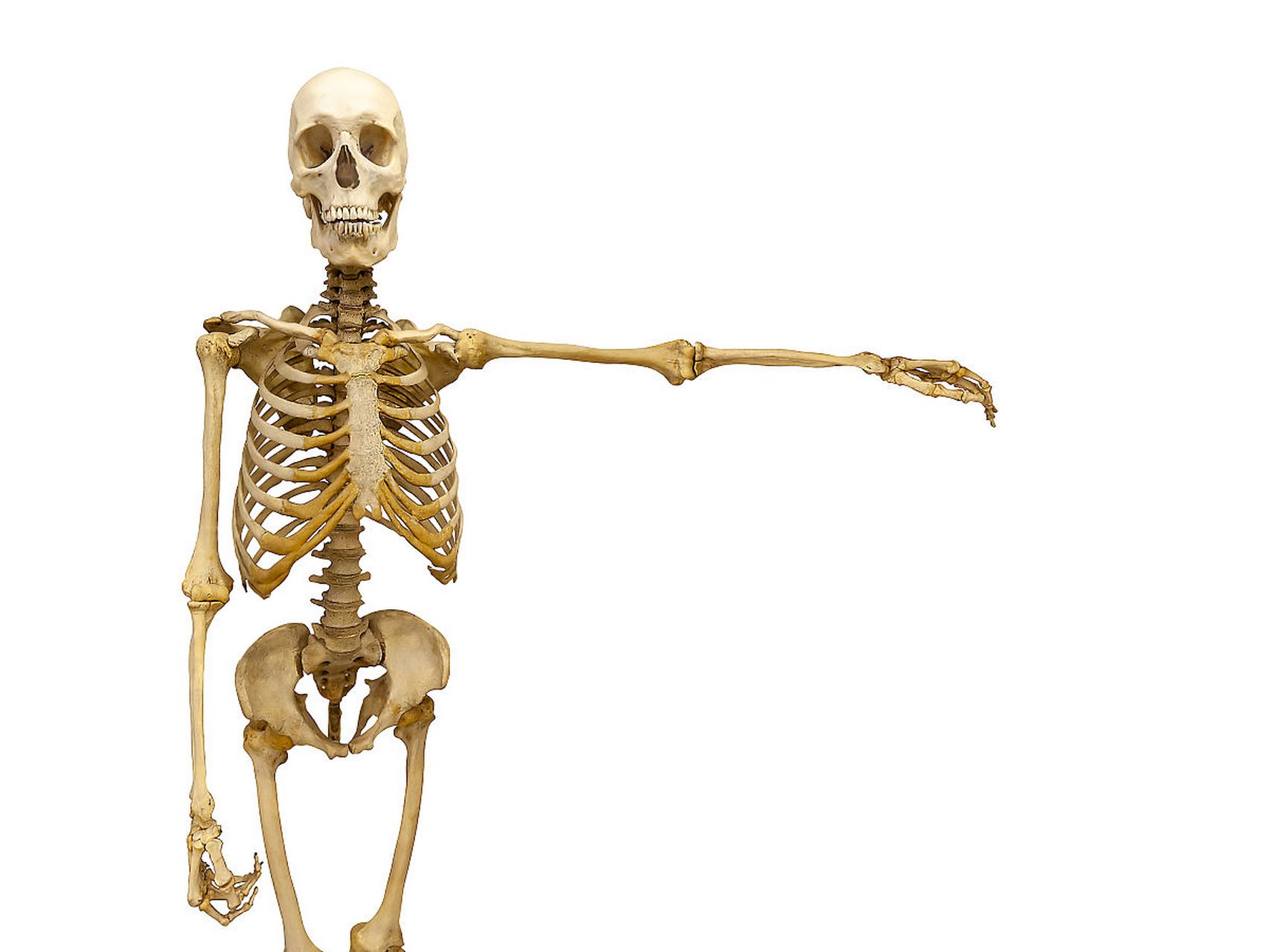 中国人骨头比白种人少两块?