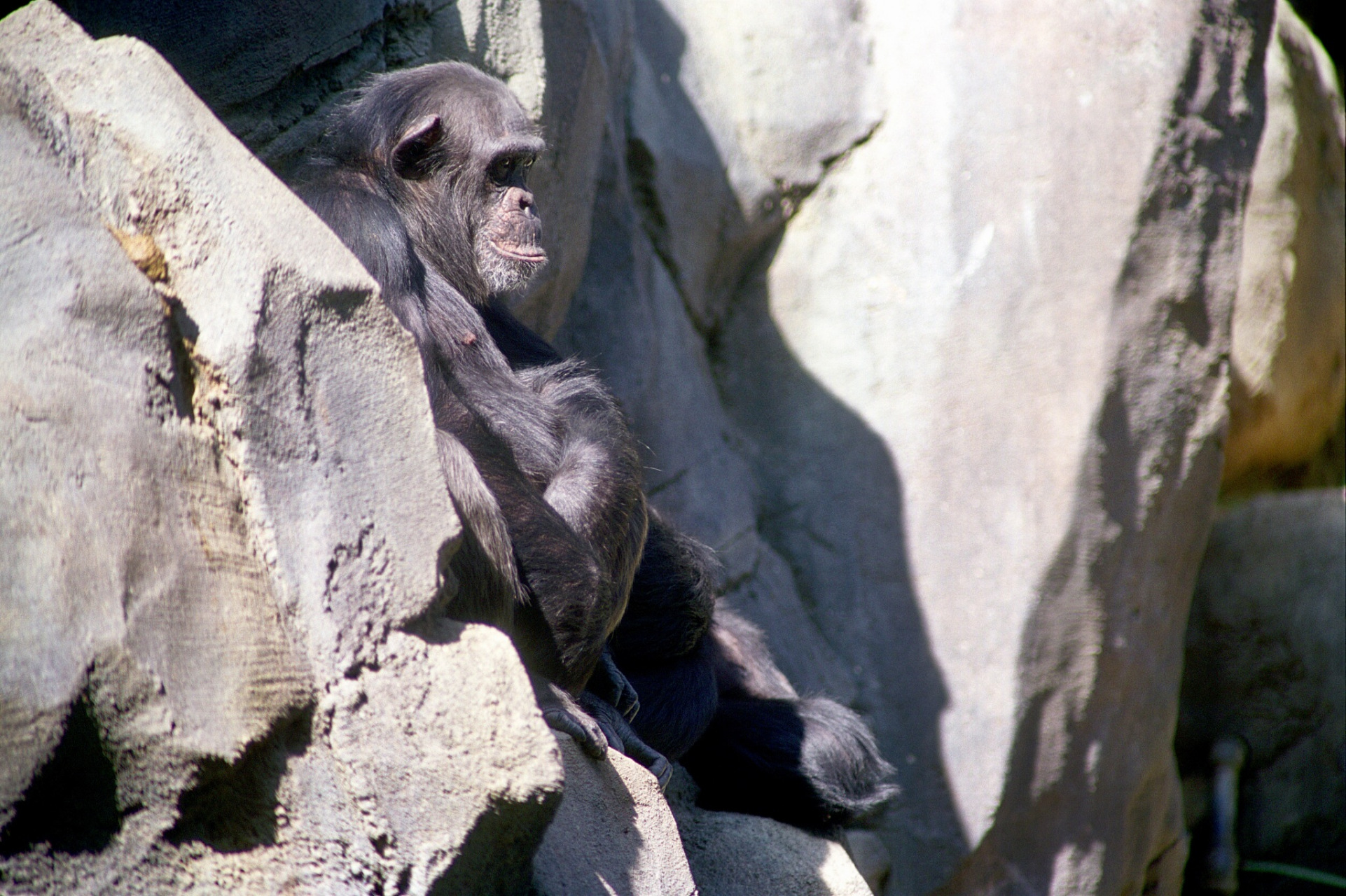 在2300万年—1000万年前,非洲出现了人类的祖先,森林古猿.