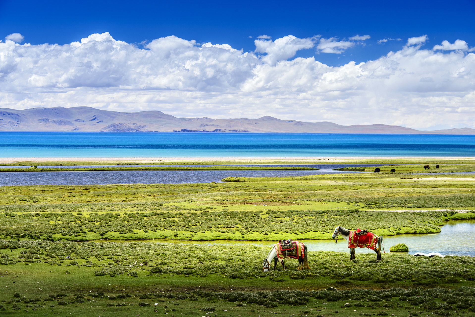 青海湖,这座位于青藏高原的湖泊,以其独特的自然风光和深厚的文化