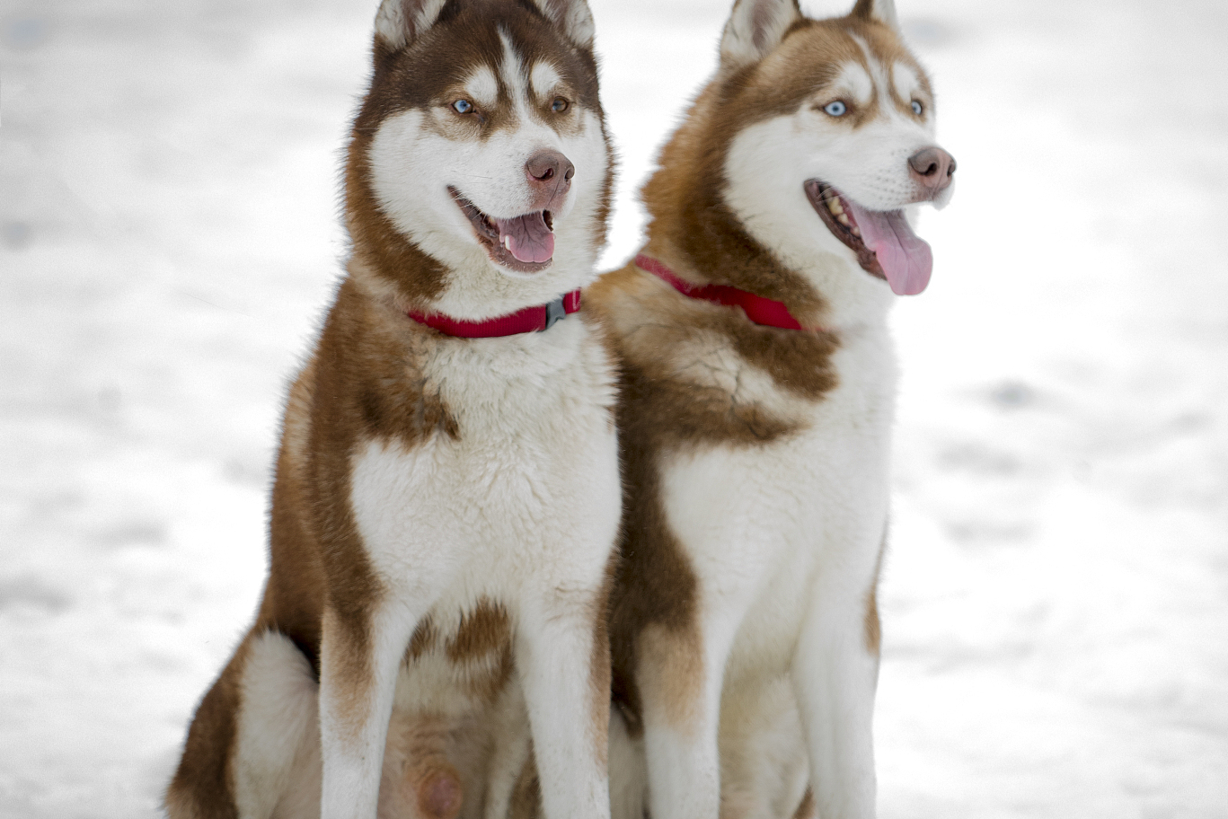 塞帕拉雪橇犬图片