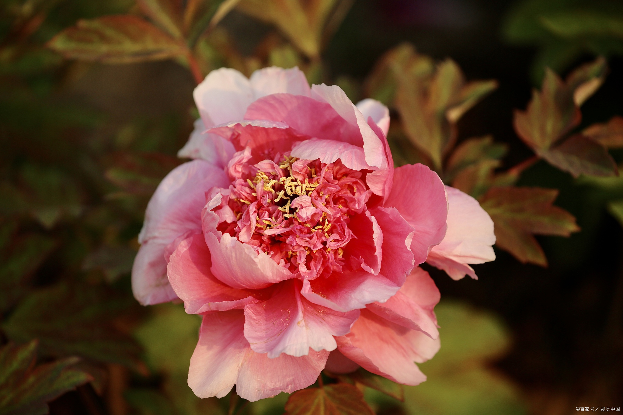 洛阳牡丹,这朵璀璨的明珠,不仅是河南省洛阳市的特产,更是国家地理