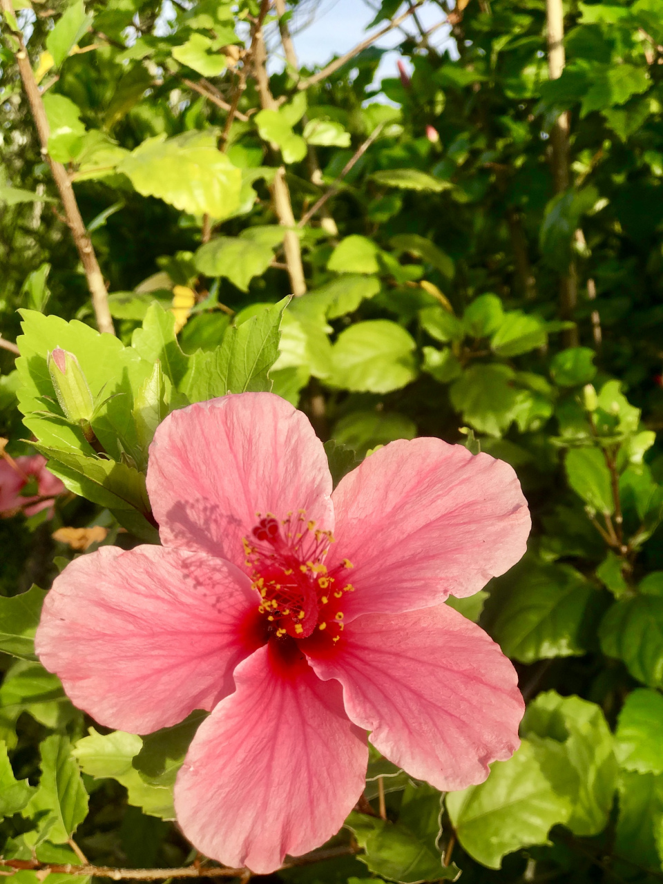 木槿树是一种落叶灌木,花朵通常在夏季的早晨开放,花型有单瓣和株瓣