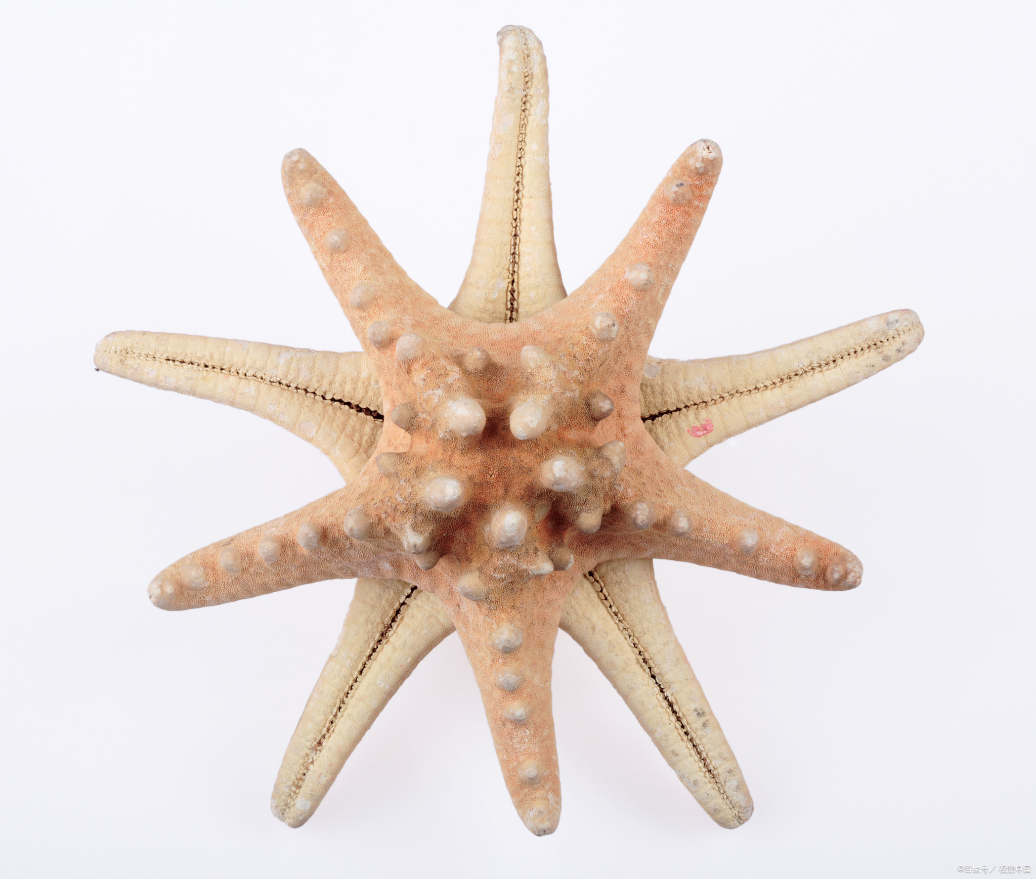 海星,这种神秘的海洋生物,拥有着令人惊叹的身体结构.