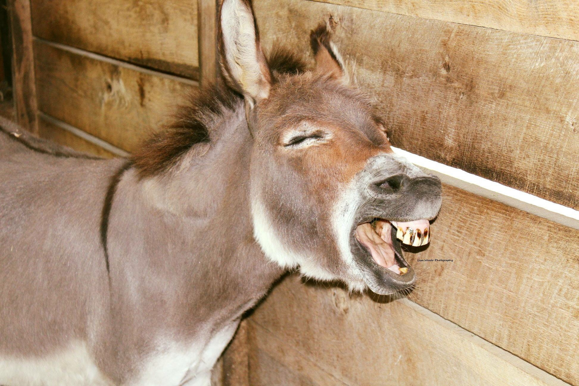 三国时期的建安七子之一的王粲,生前喜欢驴叫.