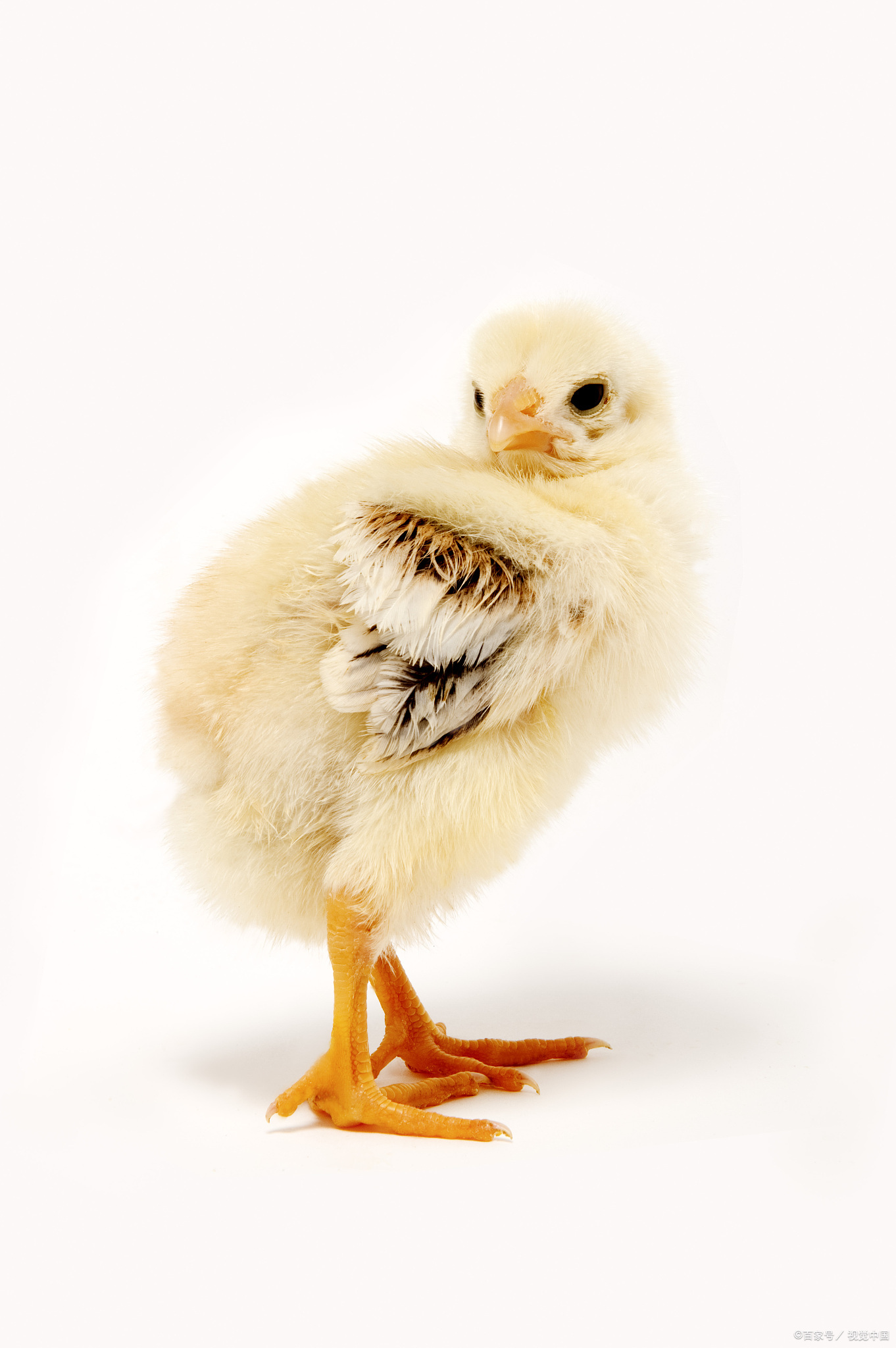 小鸡仔怎么喂养?