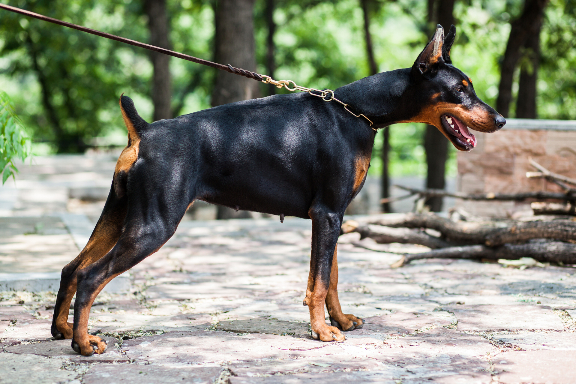 其实,迷你杜宾犬是19世纪德国培育出来的一种小型犬,身高只有25到30