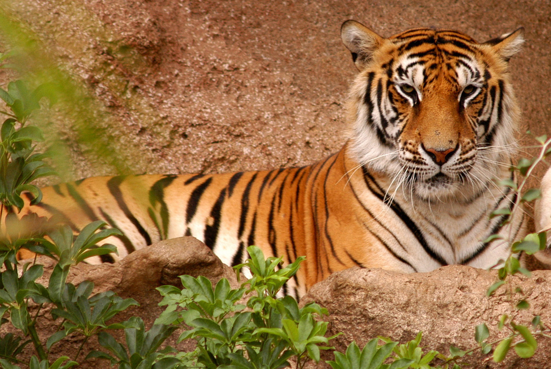 孟加拉虎是孟加拉国的国宝,也是亚洲最具代表性的虎种之一.