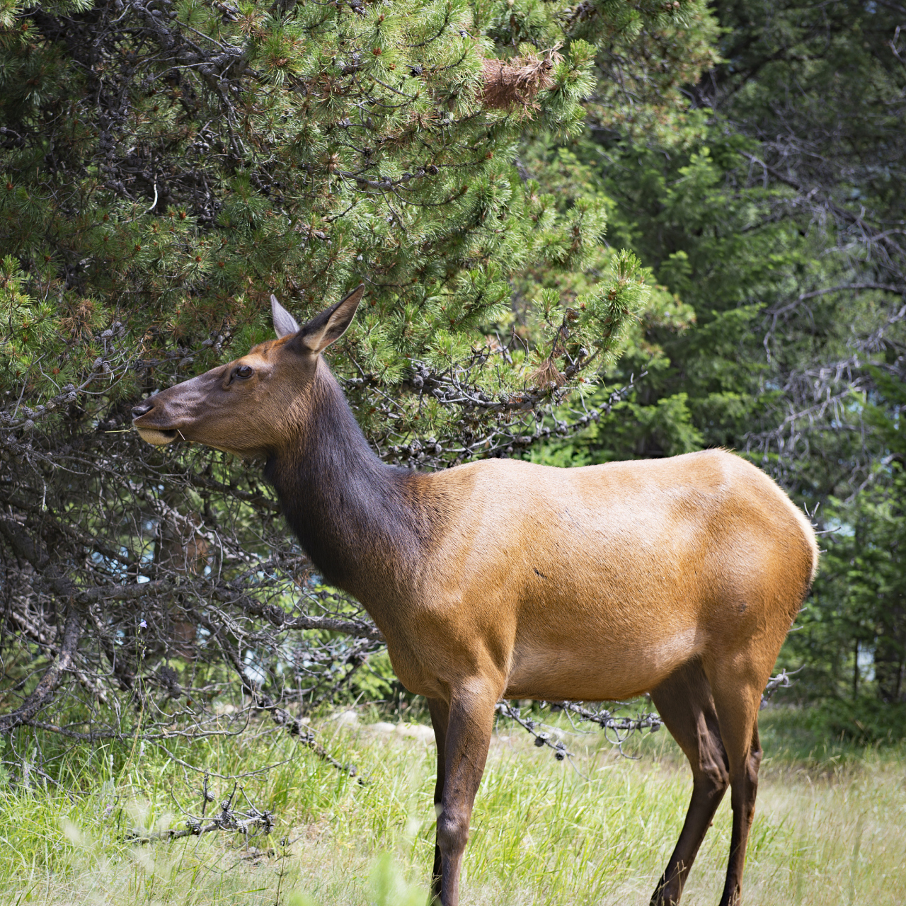 中国驼鹿重400-600千克,而北美洲的驼鹿则更加巨大,有些达到1000千克!