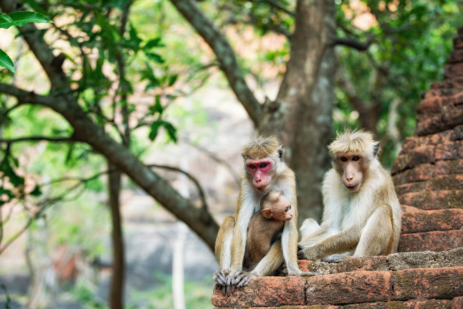 女童被峨眉山猴子撕拽抢夺食物# 在四川峨眉山景区,一起突发事件让