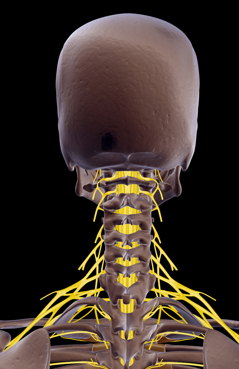 肌肉,筋膜,韧带等软组织包裹在颈椎周围,维持着颈椎的正常生理弧度