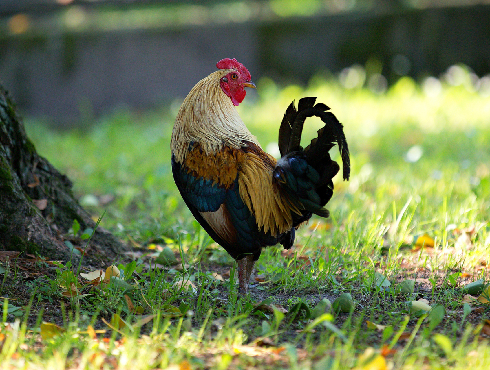 山东鸡菜肴,风味独特,有德州扒鸡,辣子鸡,莱芜炒鸡等.