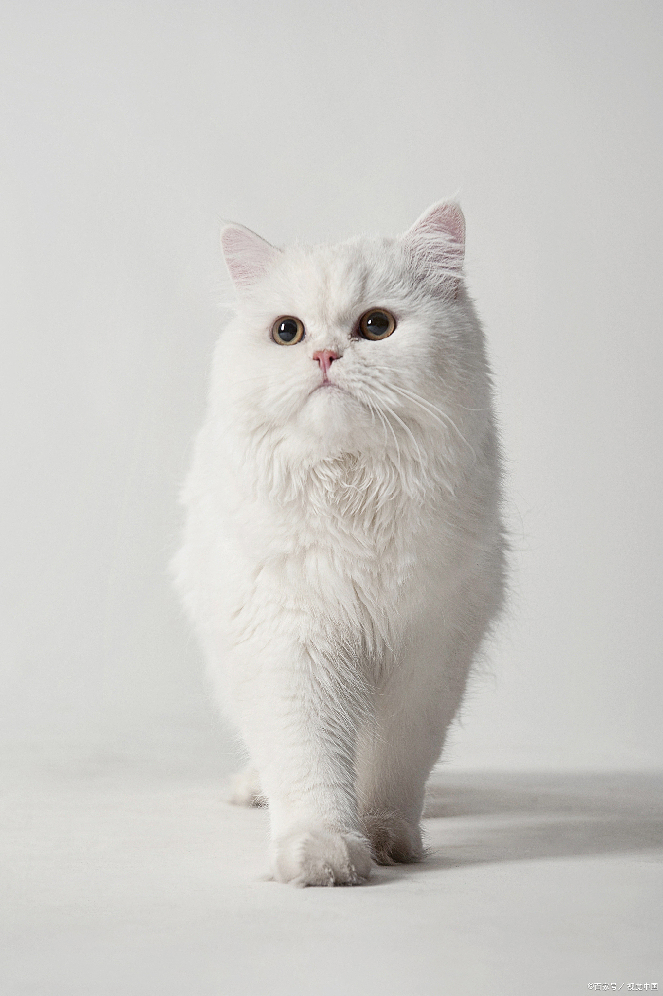 拿破仑猫,这一源自法国皇室血统的优雅品种,其毛色斑斓,每一抹色彩都