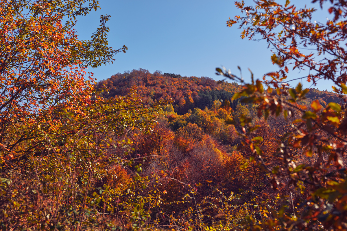 绛县紫家峪红叶盛宴:运城深秋必打卡的绝美秘境